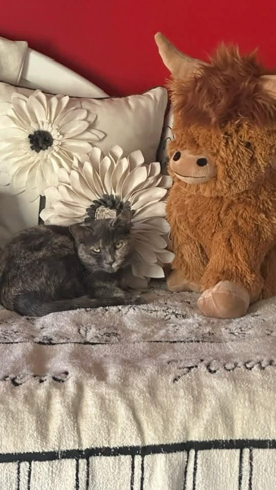 Mariah Hairy, a Adoptable Dilute Tortoiseshell in Carnegie, PA image 4/6