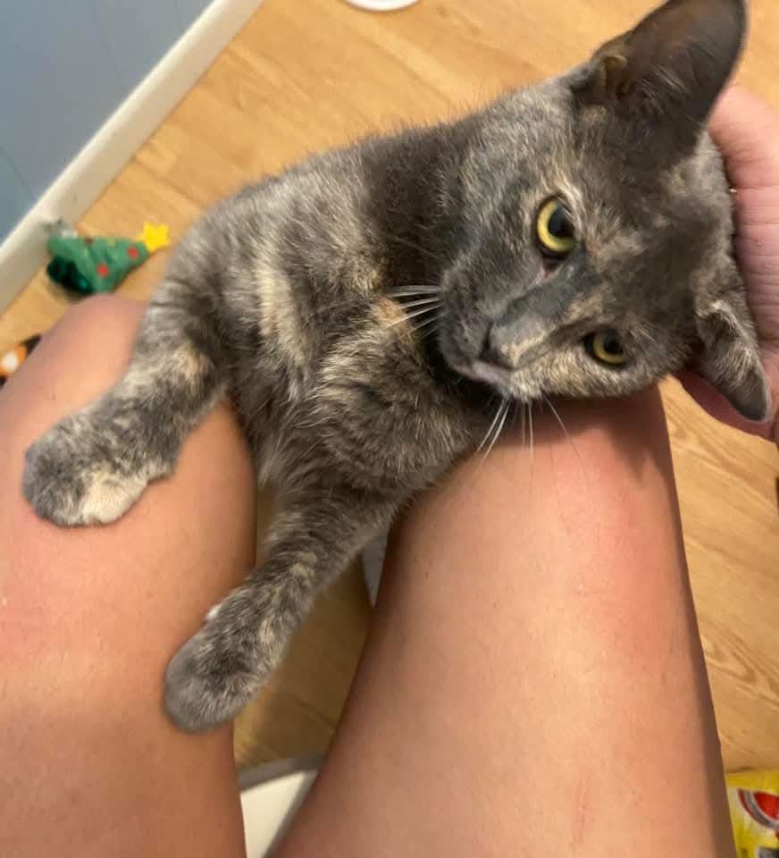 Mariah Hairy, a Adoptable Dilute Tortoiseshell in Carnegie, PA image 5/6