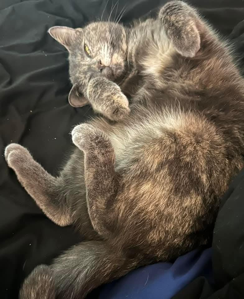 Mariah Hairy, Adoptable, Adult Female Dilute Tortoiseshell.