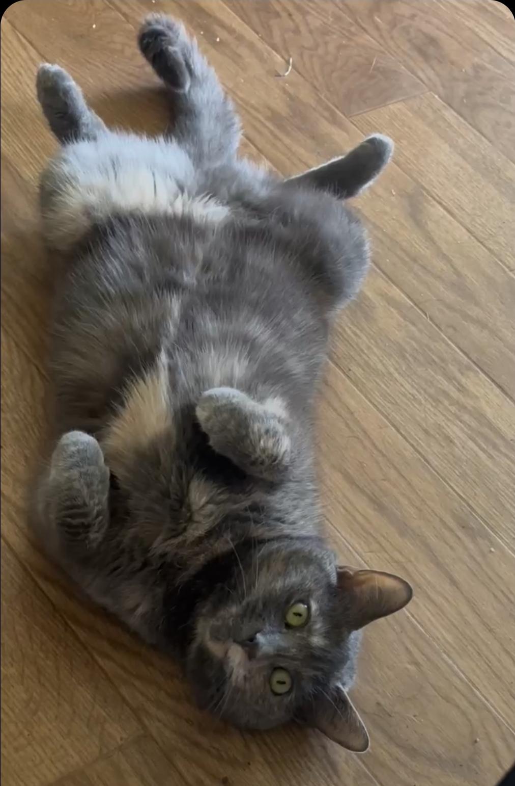 Mariah Hairy, a Adoptable Dilute Tortoiseshell in Carnegie, PA image 6/6