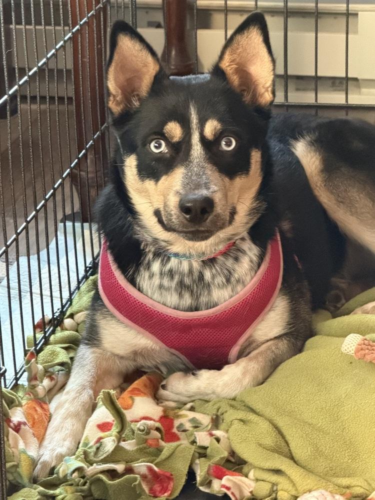 Enlarge Maribell, a Adoptable mixed breed in Rapid City, SD image 1/4