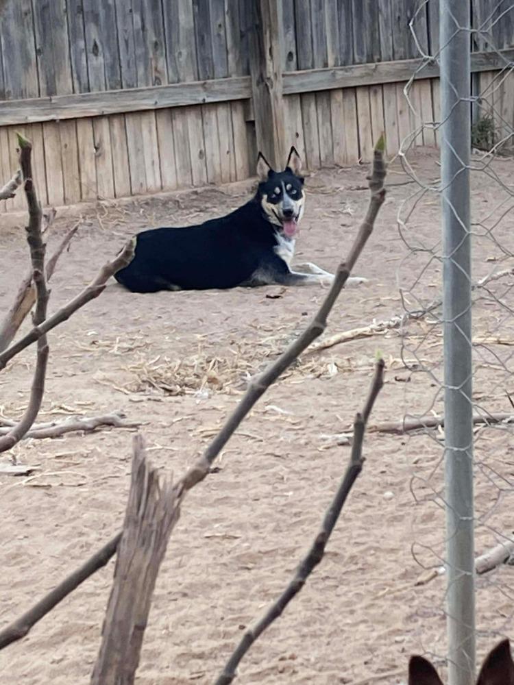 Enlarge Maribell, a Adoptable mixed breed in Rapid City, SD image 4/4