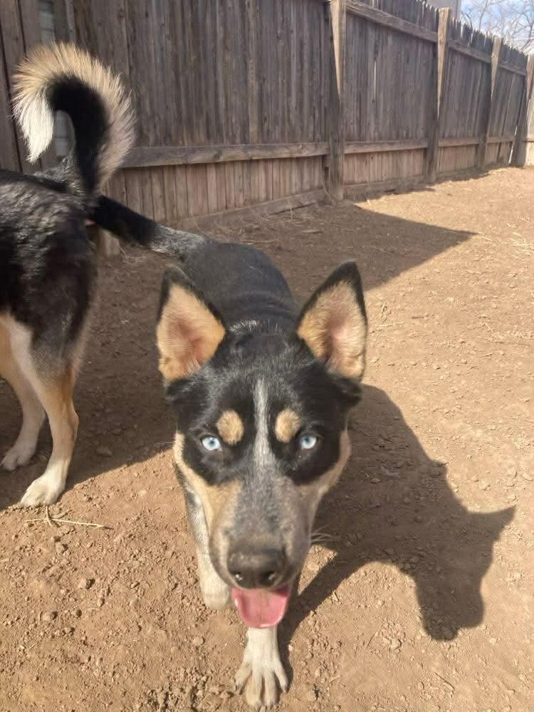 Enlarge Maribell, a Adoptable mixed breed in Rapid City, SD image 2/4