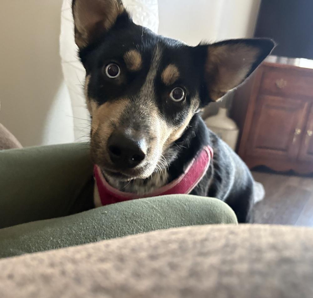 Enlarge Maribell, a Adoptable mixed breed in Rapid City, SD image 3/4