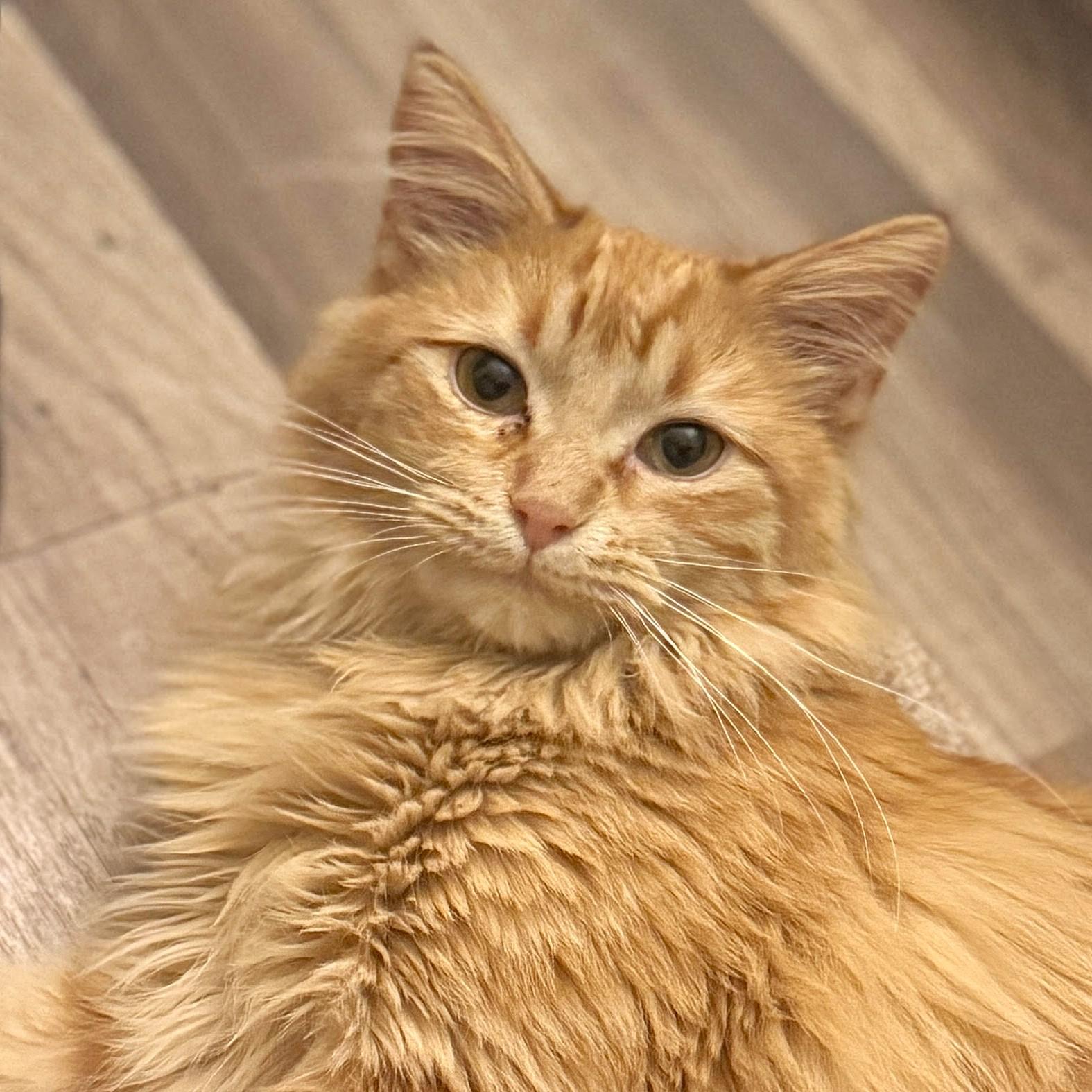 Parker, ADOPTABLE, Kitten Male Tabby & Domestic Long Hair.