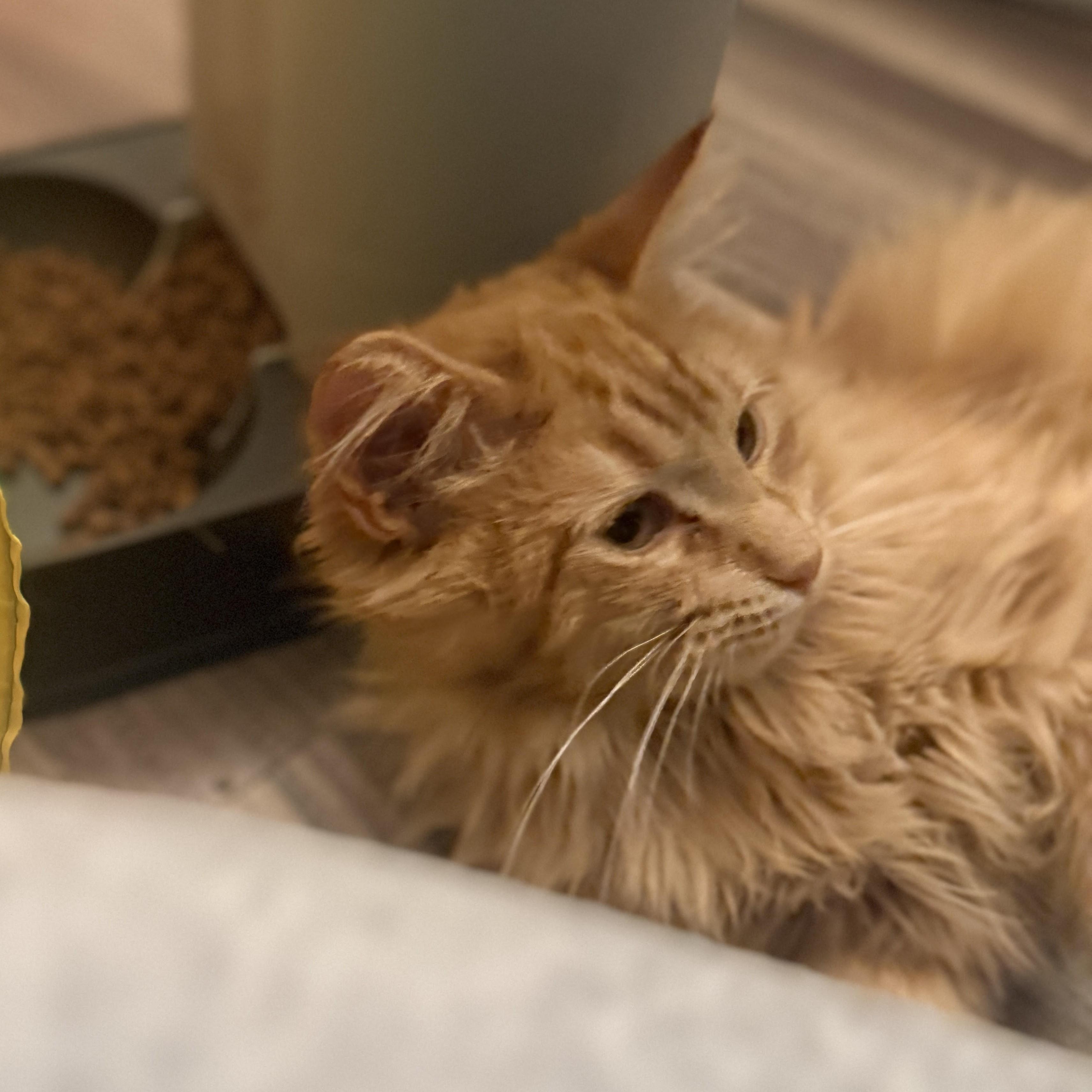 Enlarge Parker, a ADOPTABLE mixed breed in Streamwood, IL image 5/5