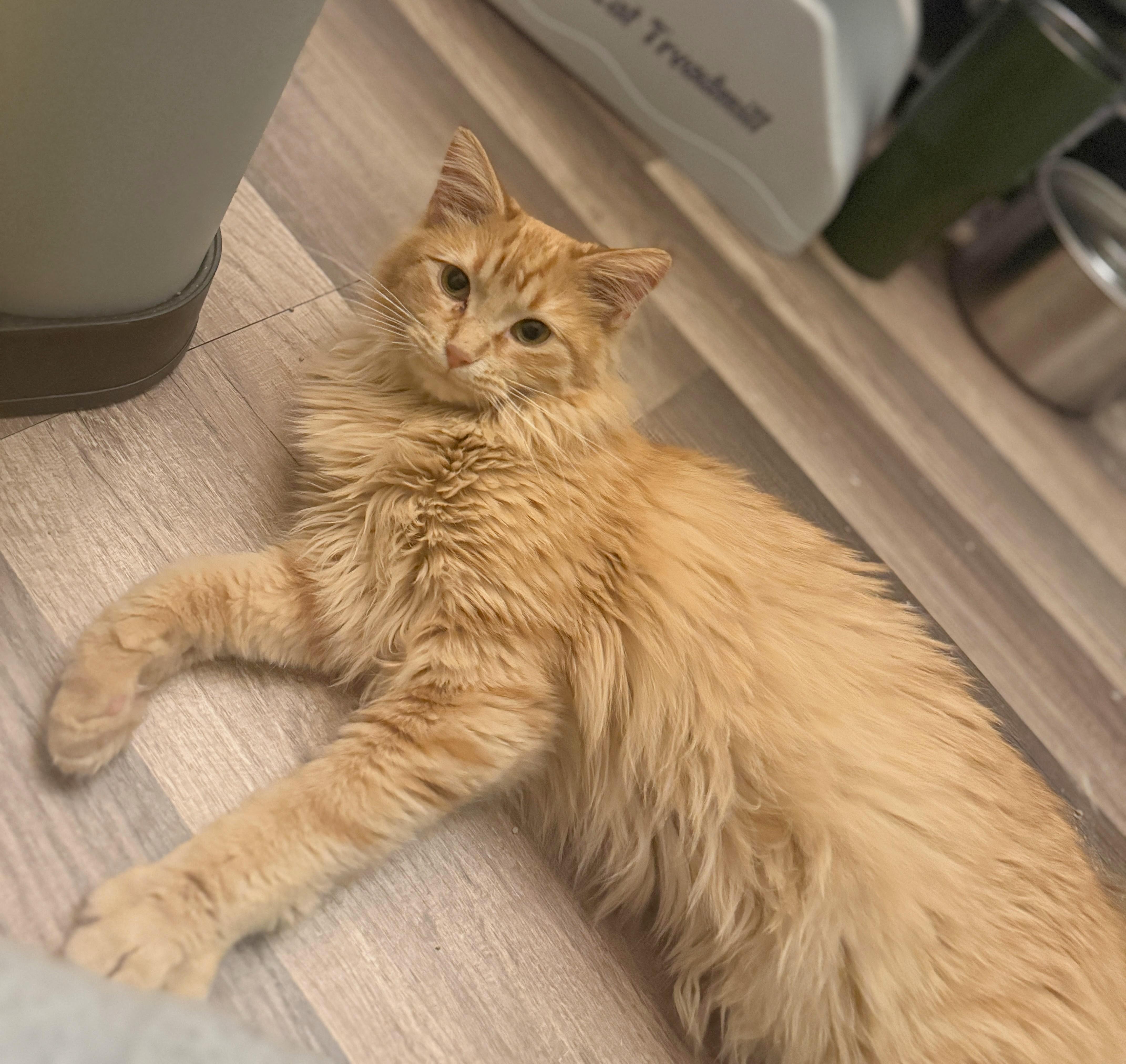 Enlarge Parker, a ADOPTABLE mixed breed in Streamwood, IL image 2/5