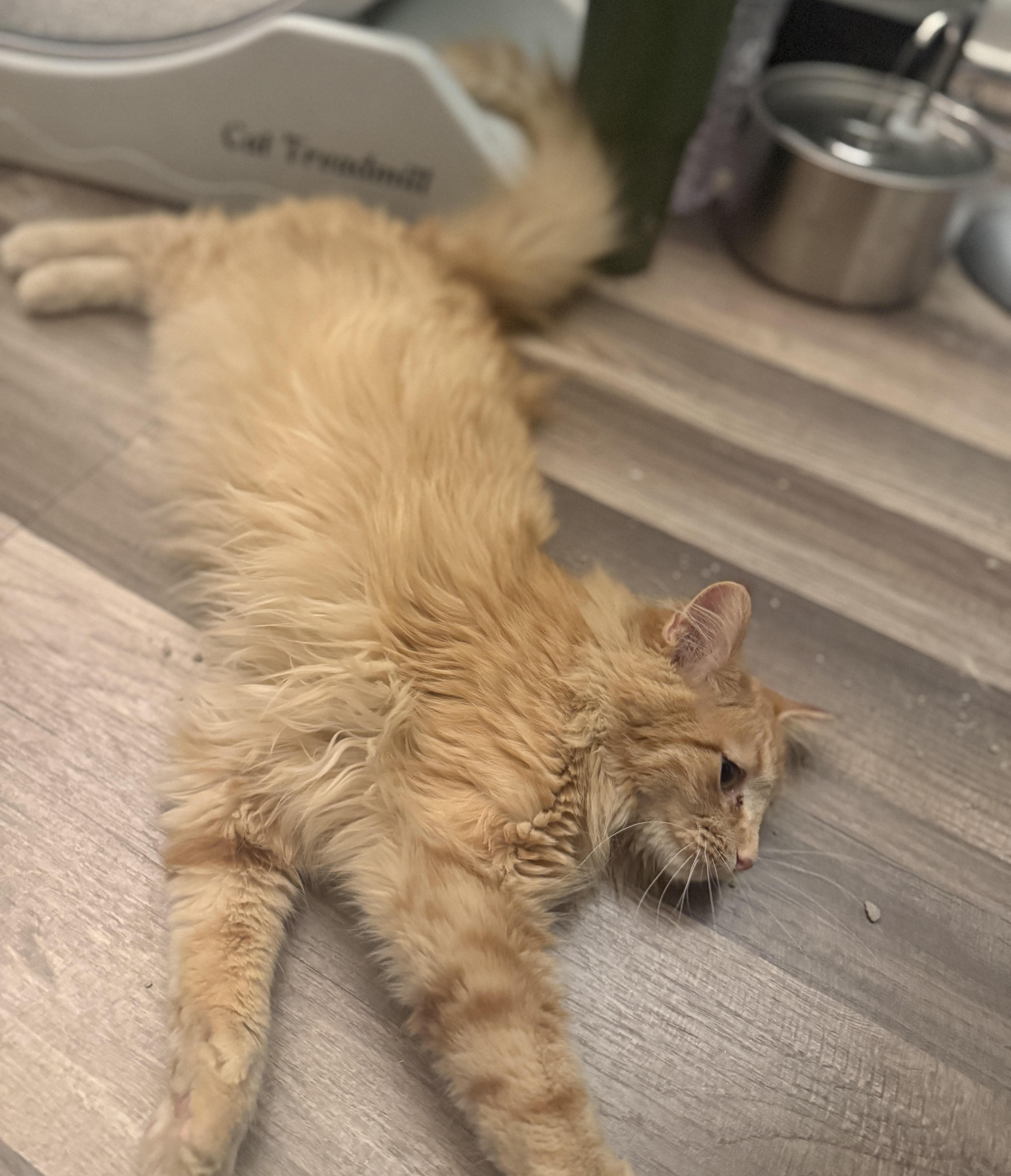 Enlarge Parker, a ADOPTABLE mixed breed in Streamwood, IL image 3/5