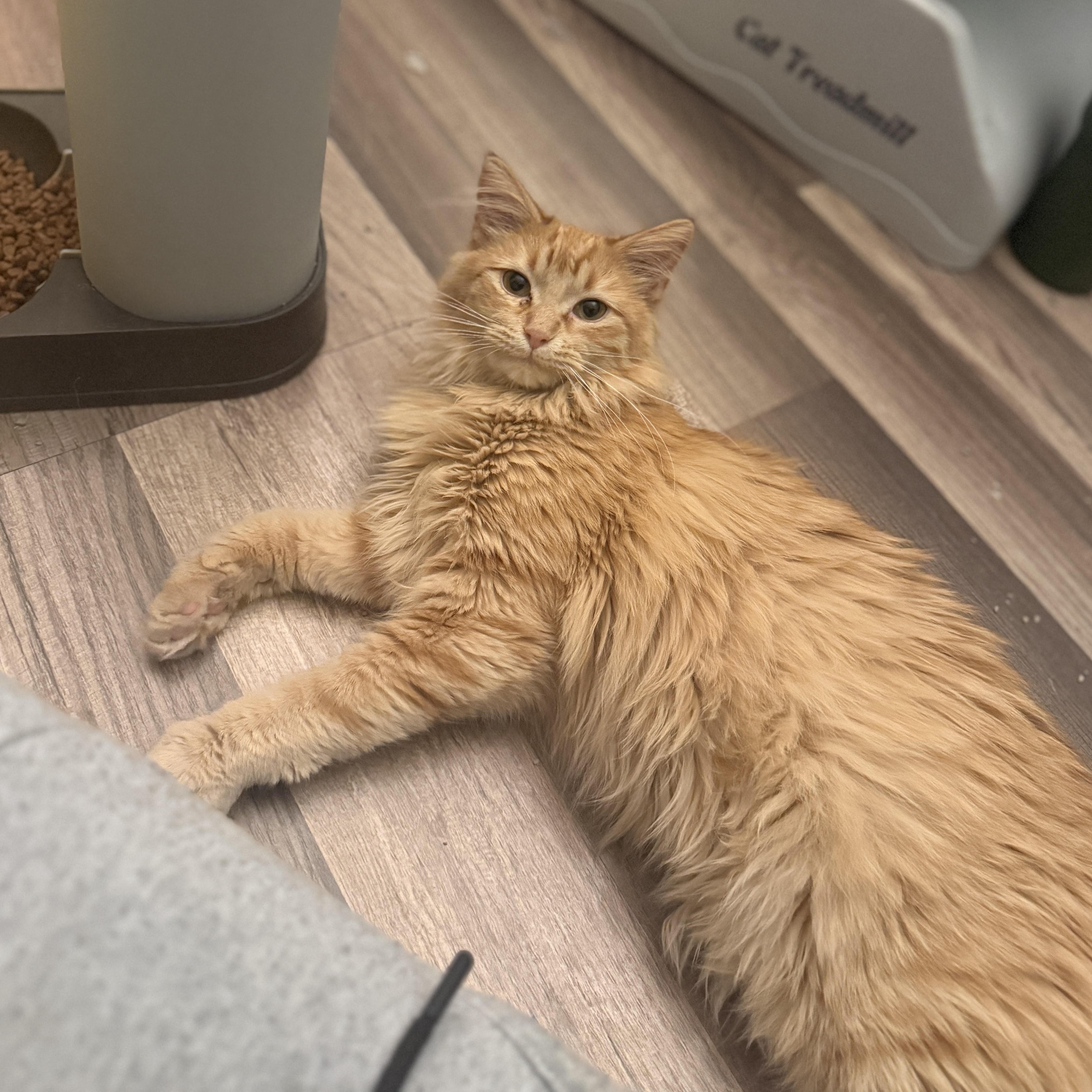 Enlarge Parker, a ADOPTABLE mixed breed in Streamwood, IL image 4/5