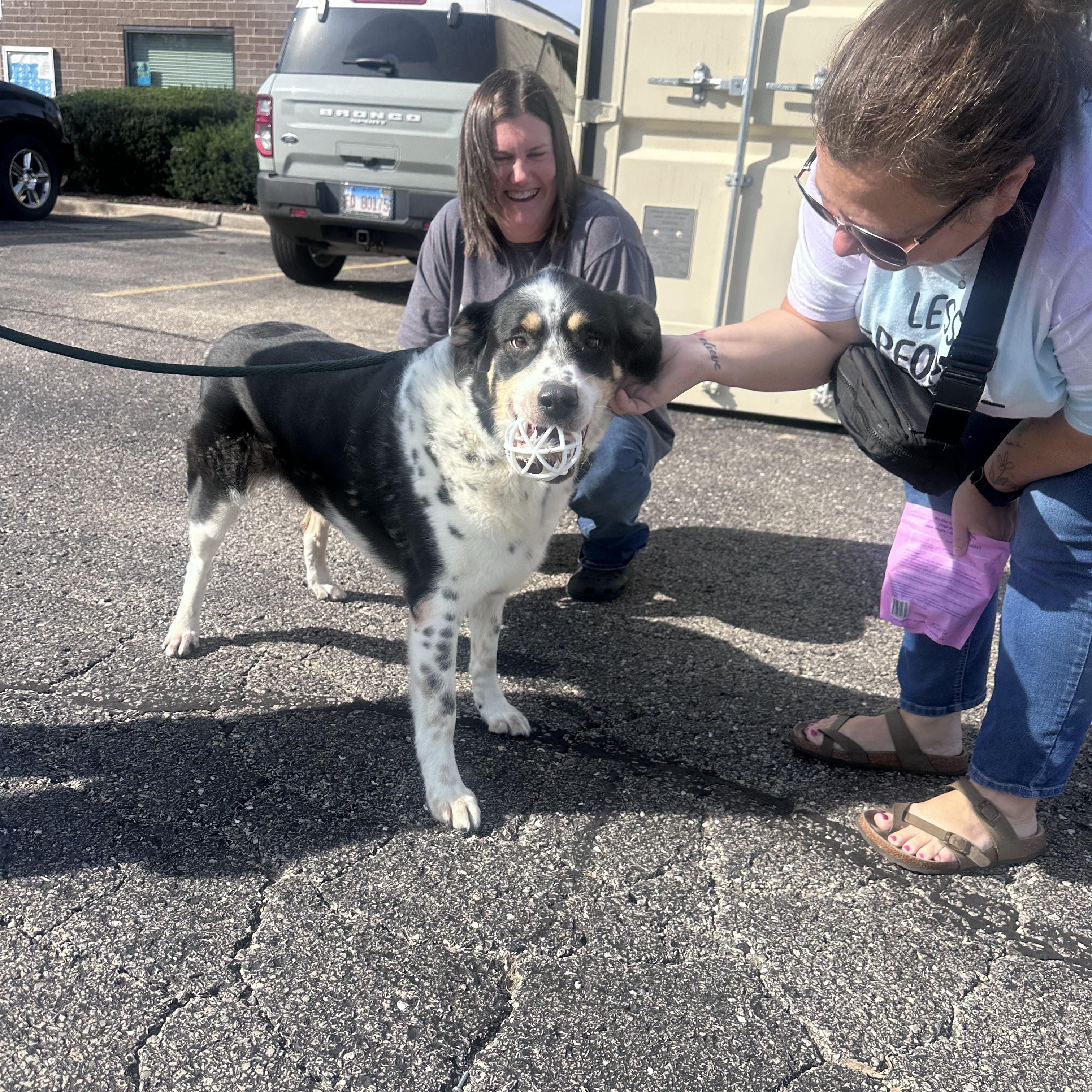 Enlarge Patches, a Adoptable mixed breed in Oswego, IL image 4/6