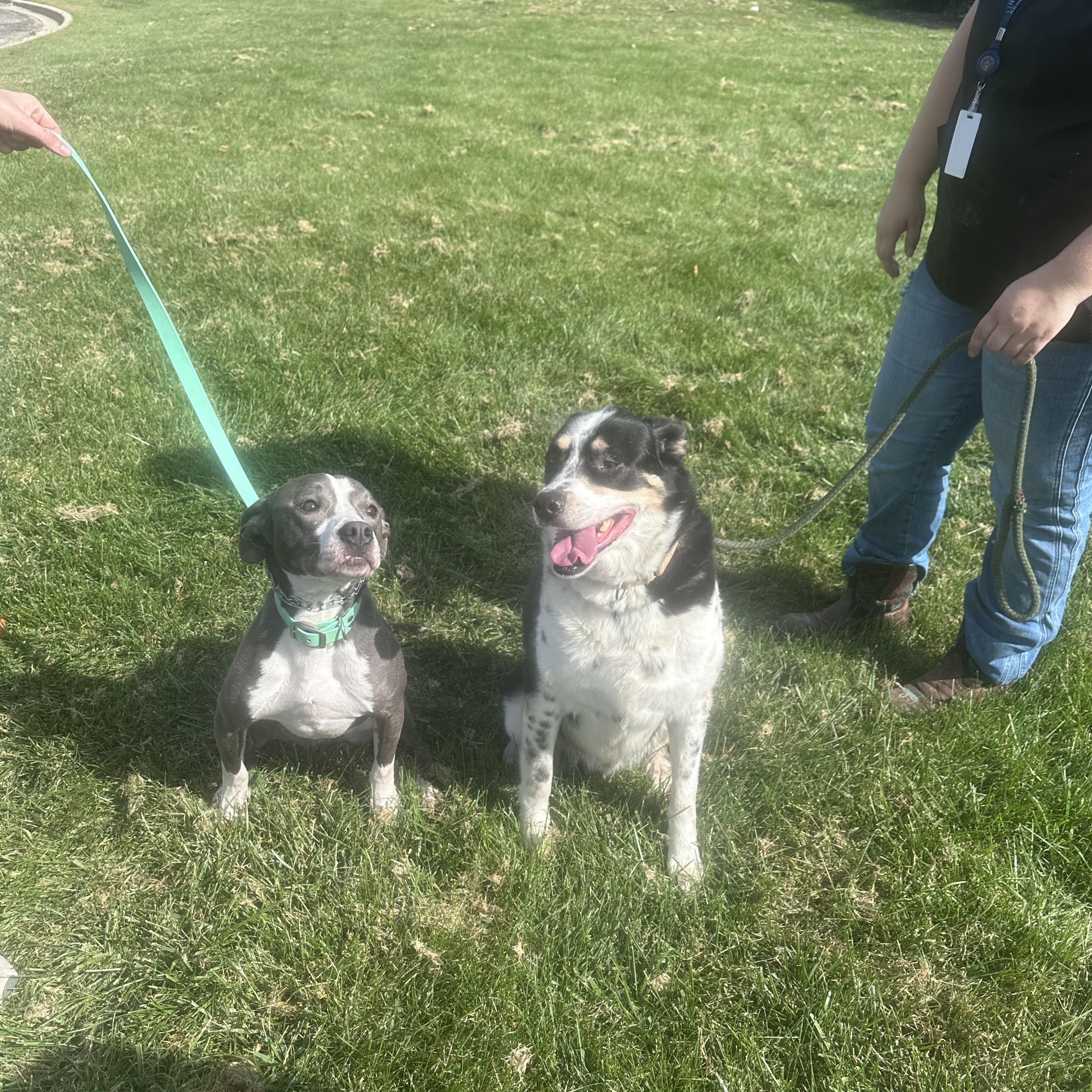 Enlarge Patches, a Adoptable mixed breed in Oswego, IL image 6/6