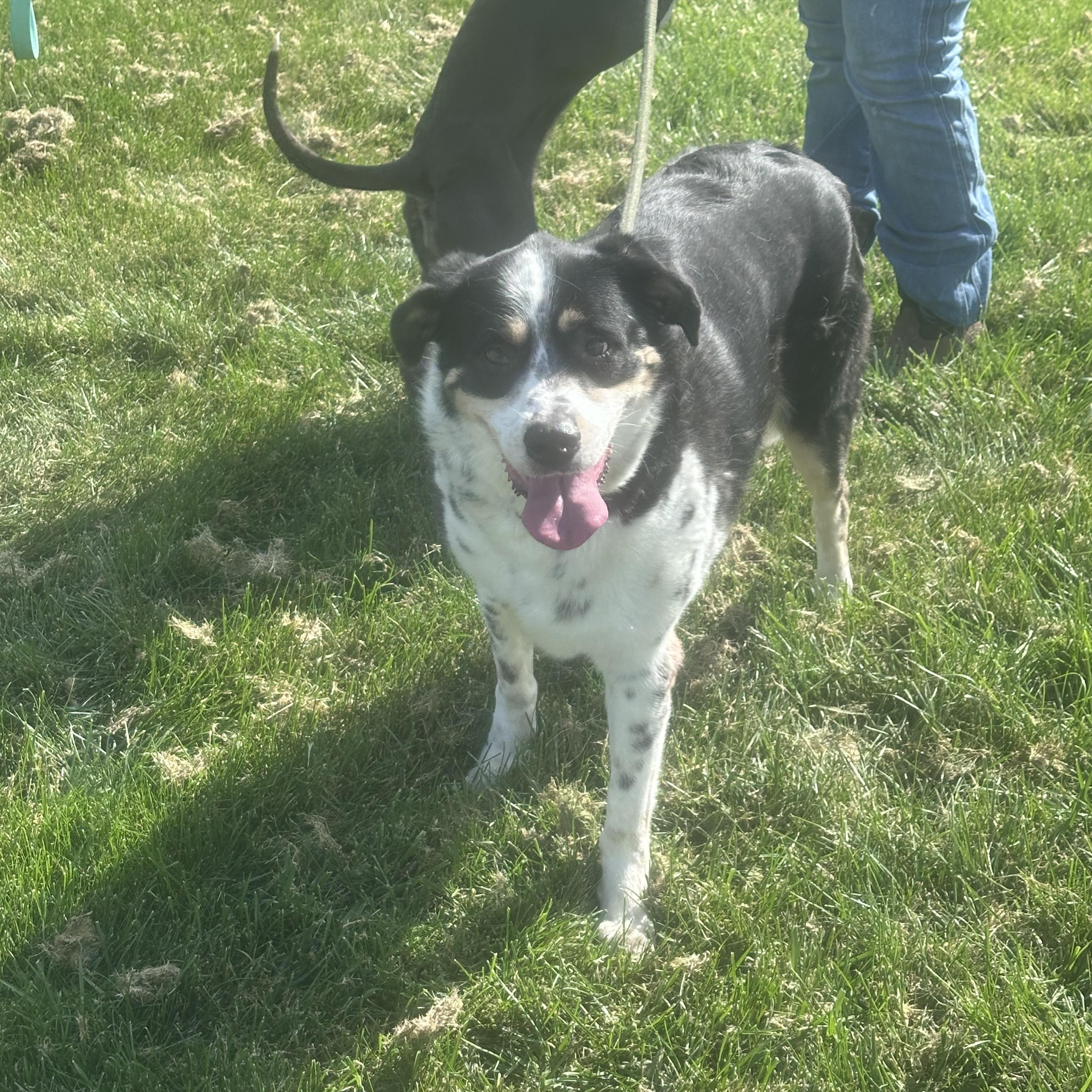 Enlarge Patches, a Adoptable mixed breed in Oswego, IL image 5/6