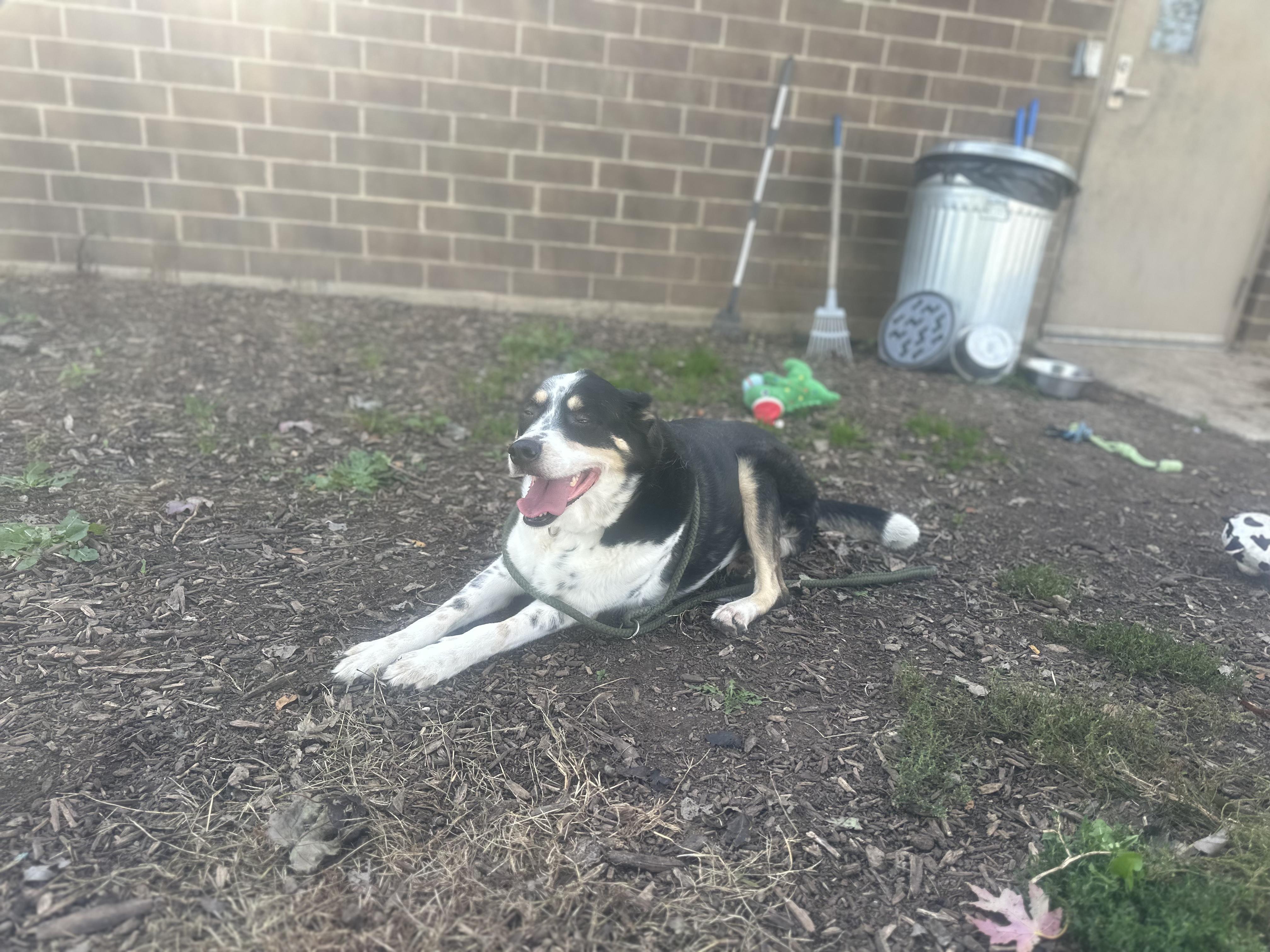 Enlarge Patches, a Adoptable mixed breed in Oswego, IL image 1/6