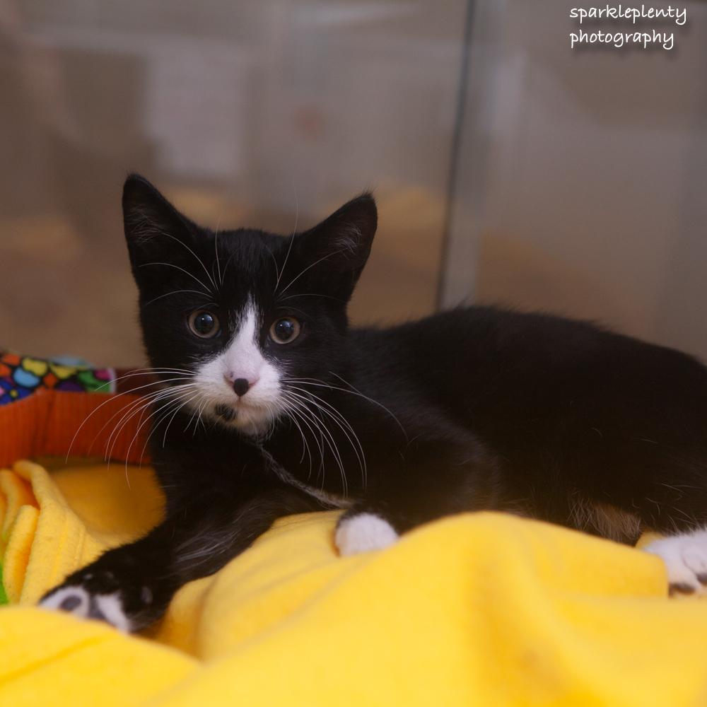 Pear, adopted, Kitten Male Domestic Short Hair.