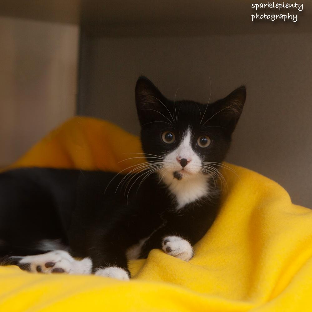Enlarge Pear, an adopted Domestic Short Hair in Ridgefield, CT image 2/3