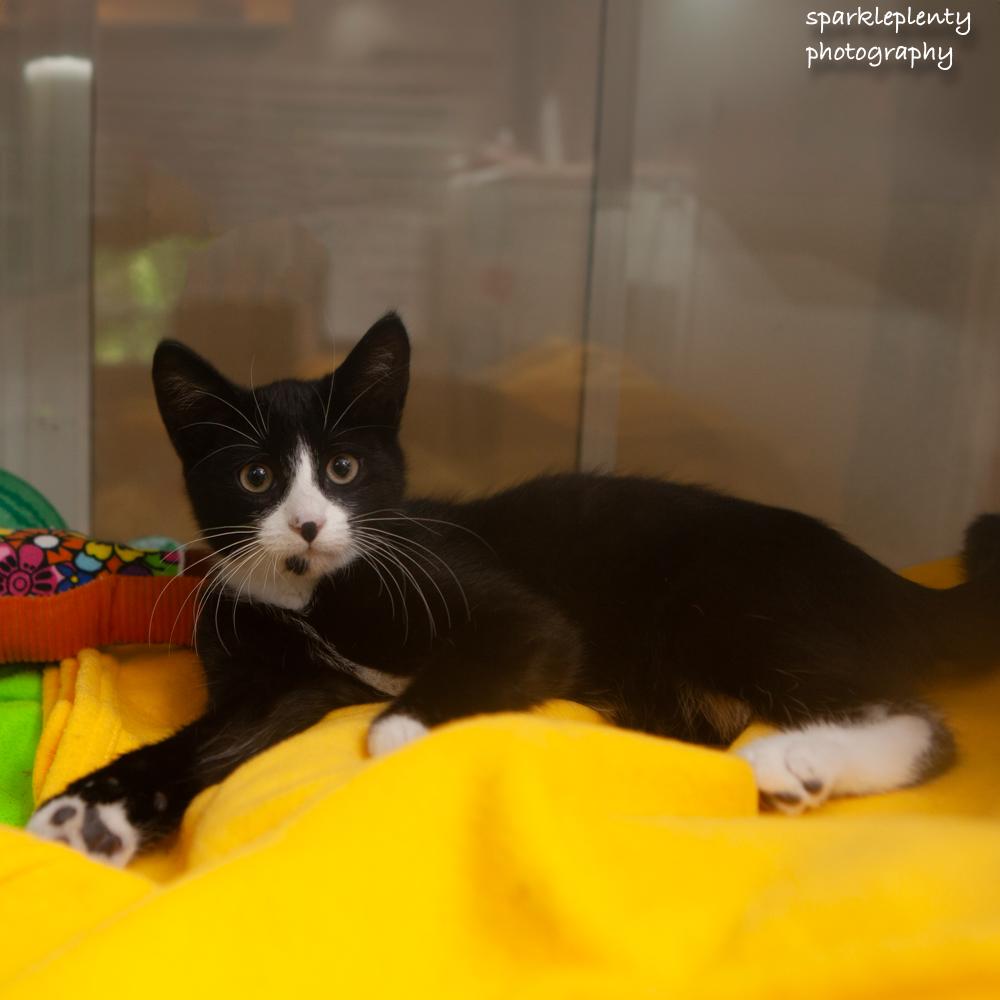 Enlarge Pear, an adopted Domestic Short Hair in Ridgefield, CT image 3/3