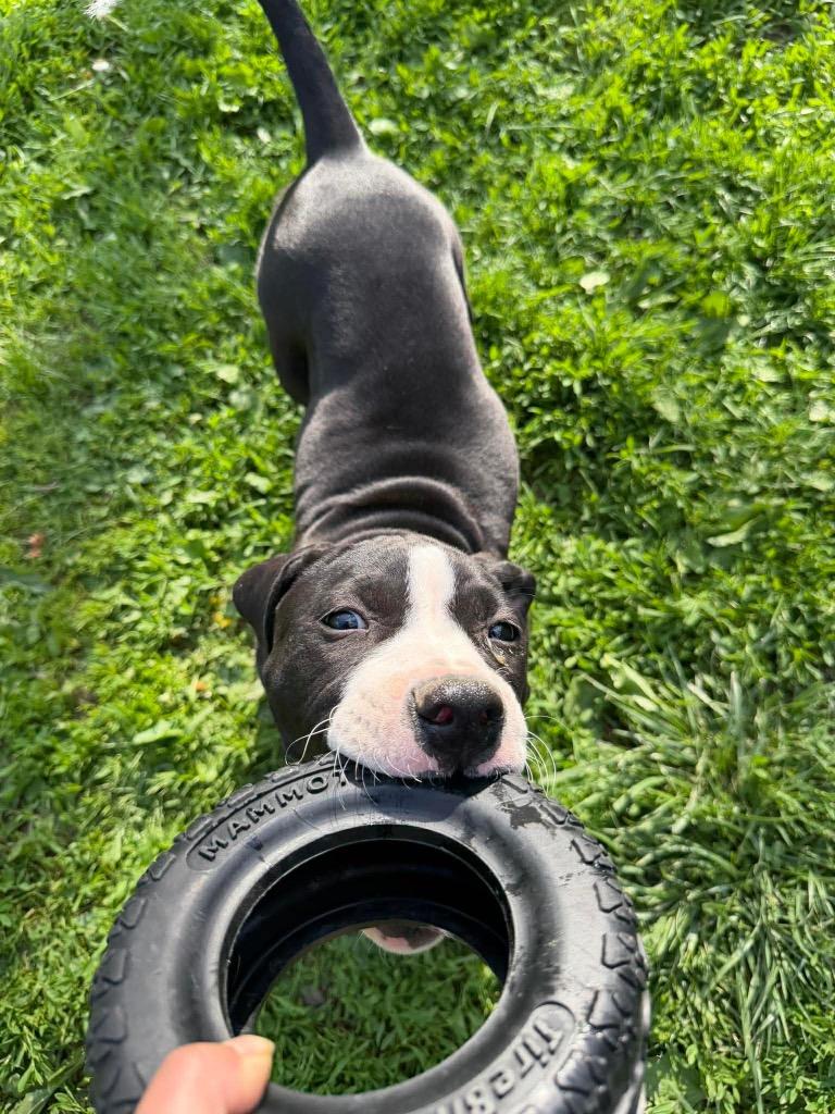 Sneezy, Adoptable, Puppy Female Pit Bull Terrier.