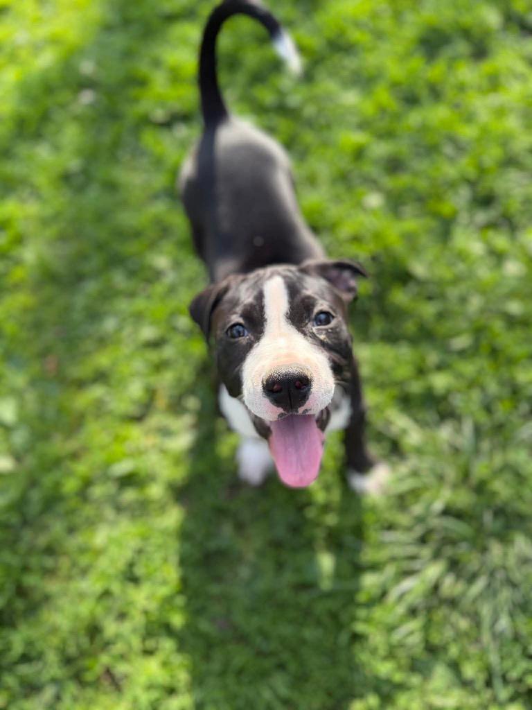 Enlarge Sneezy, a Adoptable Pit Bull Terrier in Decatur, IN image 2/6