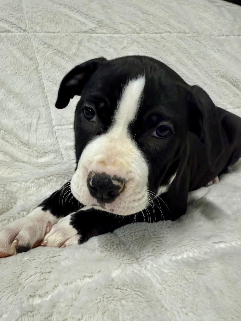 Sneezy, Adoptable, Puppy Female Pit Bull Terrier.