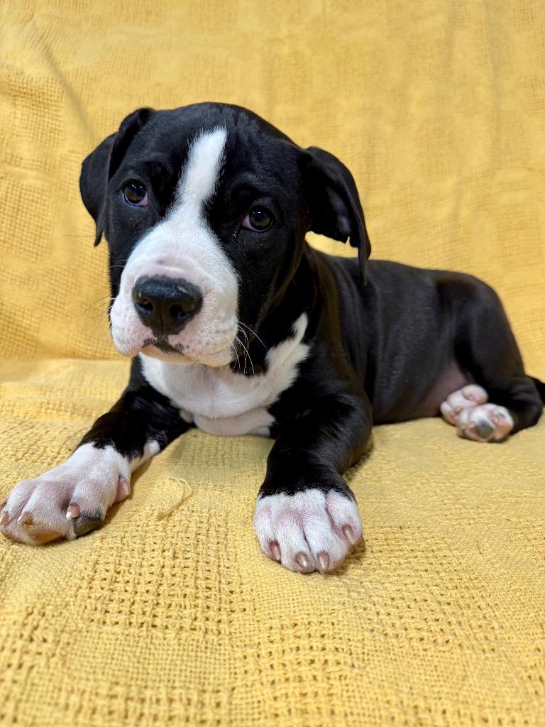 Enlarge Sneezy, a Adoptable Pit Bull Terrier in Decatur, IN image 4/6