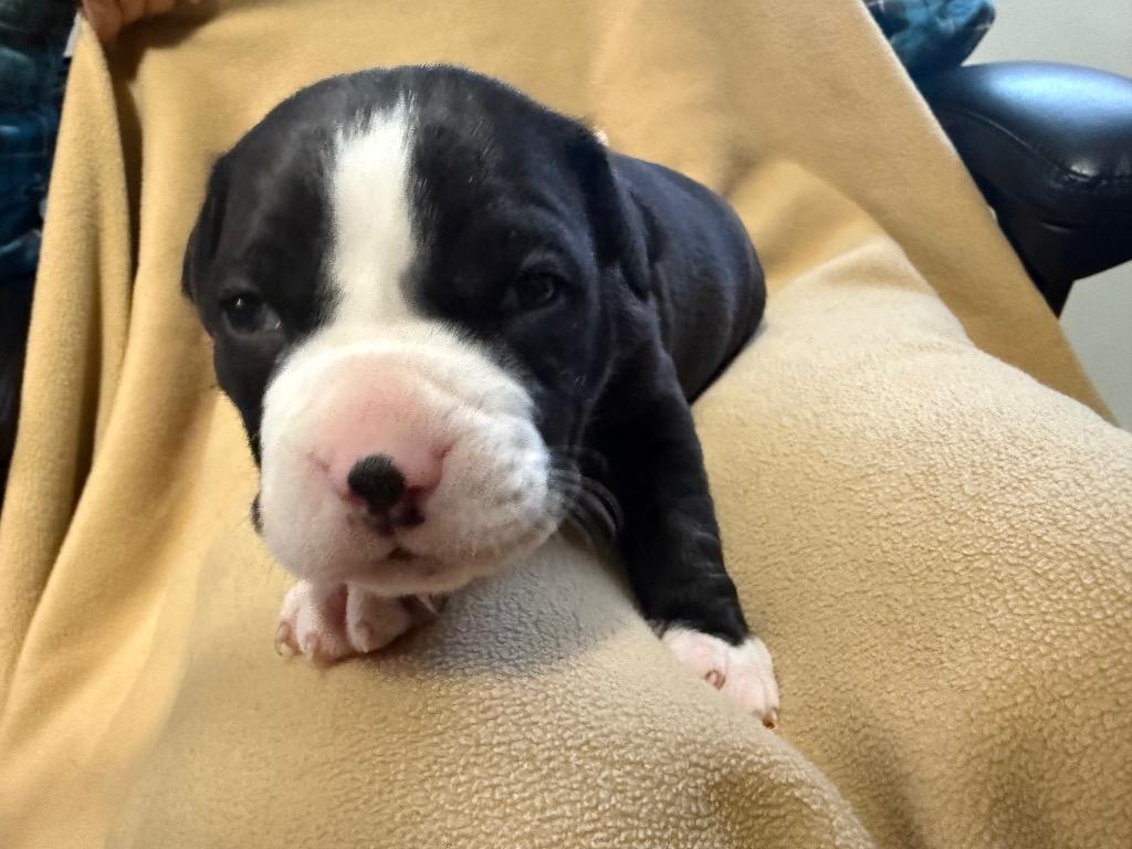 Sneezy, a Adoptable Pit Bull Terrier in Decatur, IN image 2/2