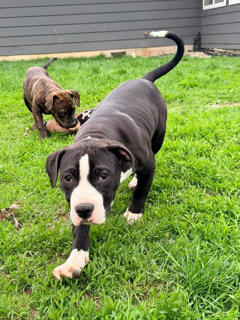 Enlarge Sneezy, a Adoptable Pit Bull Terrier in Decatur, IN image 6/6