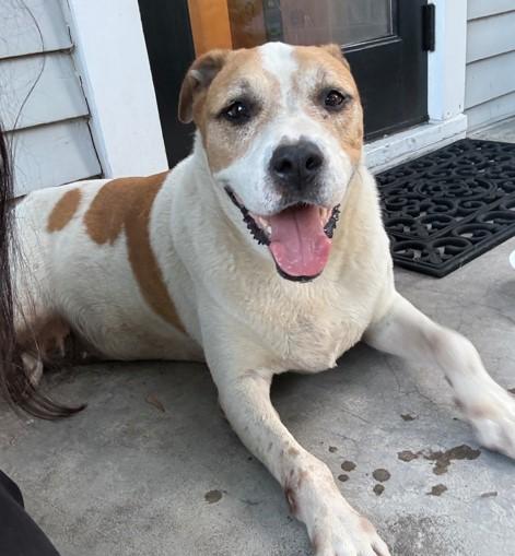 Enlarge COOKIE, a Adoptable mixed breed in Houston, TX image 1/1