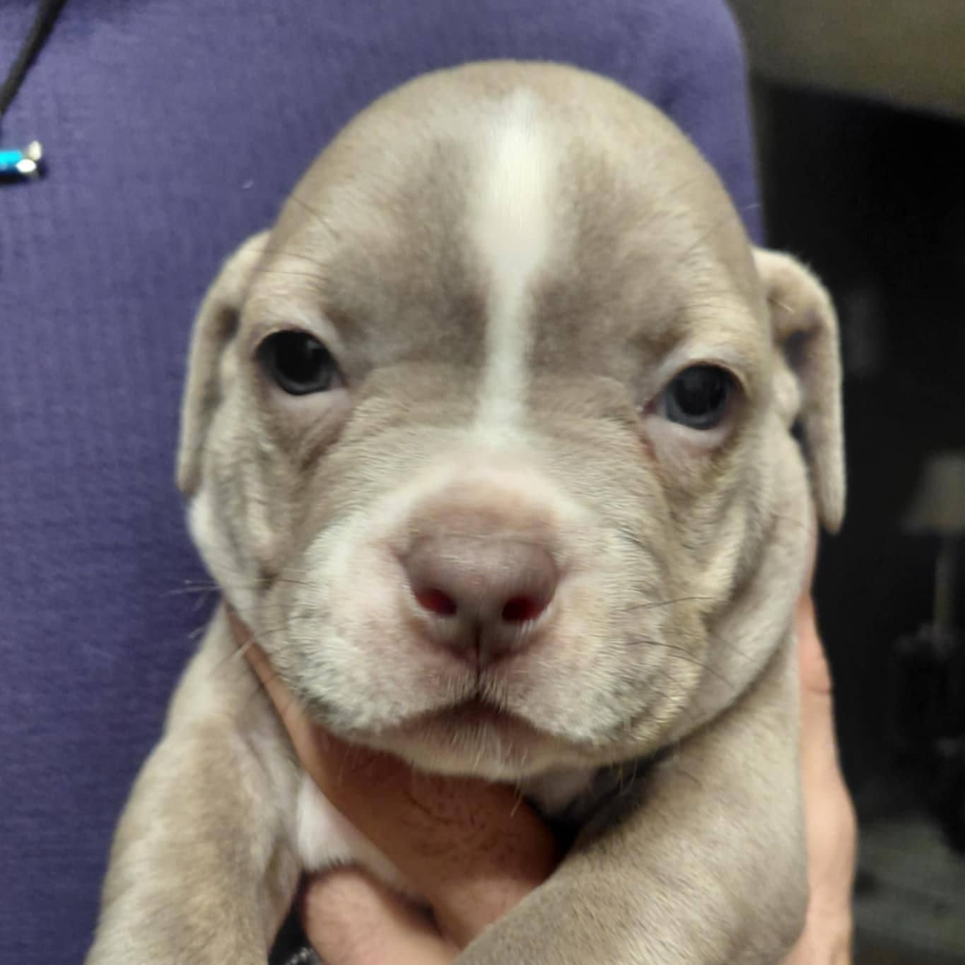 Odessa, ADOPTABLE, Puppy Female American Bulldog & Pit Bull Terrier.