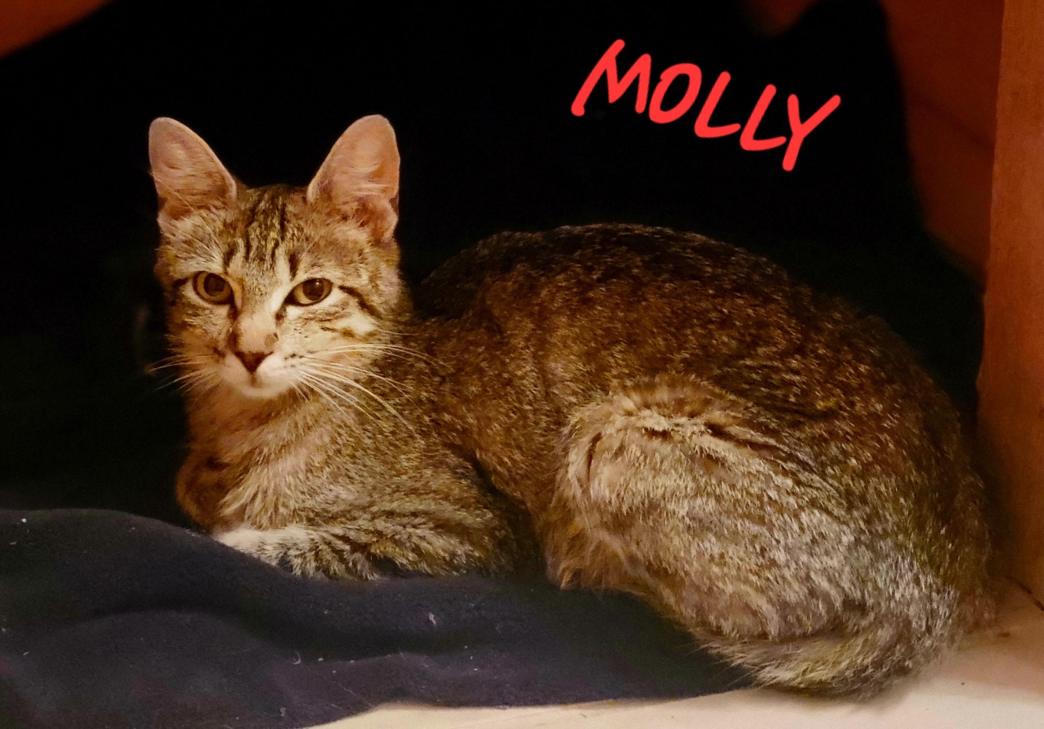 MOLLY, Young Female Domestic Short Hair