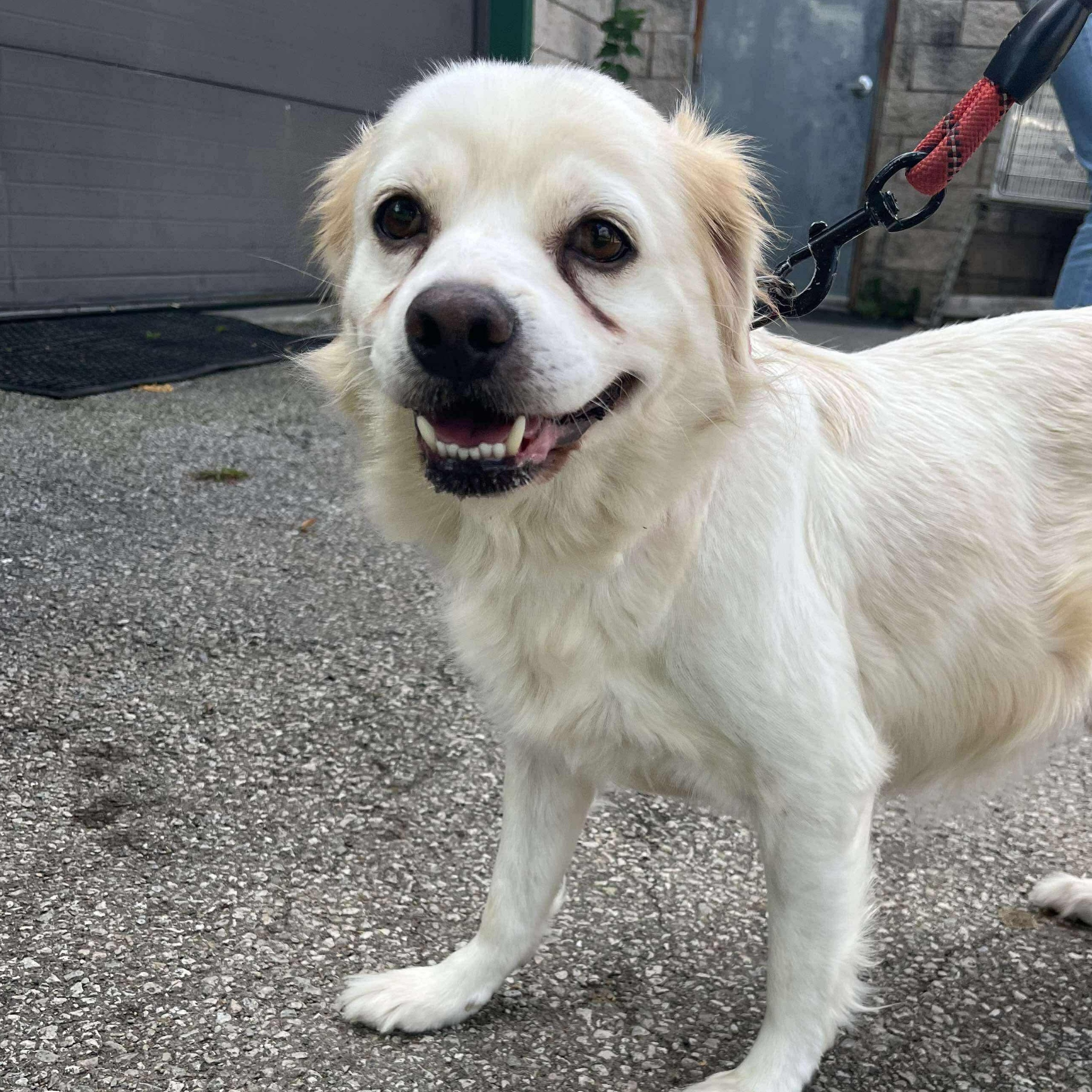 Dog for adoption - Paris, a Spaniel Mix in Elyria, OH