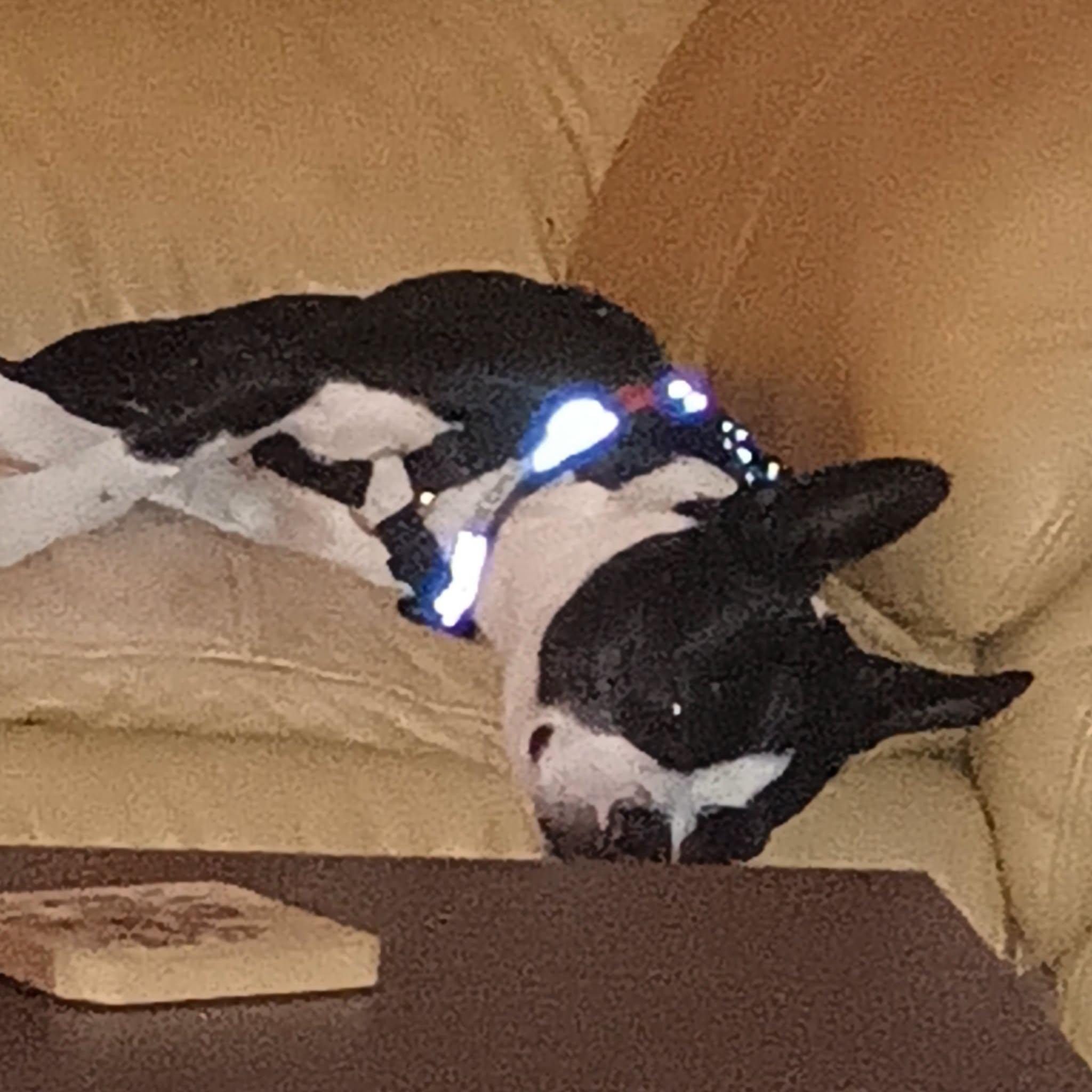 Dixy, a ADOPTABLE Boston Terrier in Waukesha, WI image 3/6