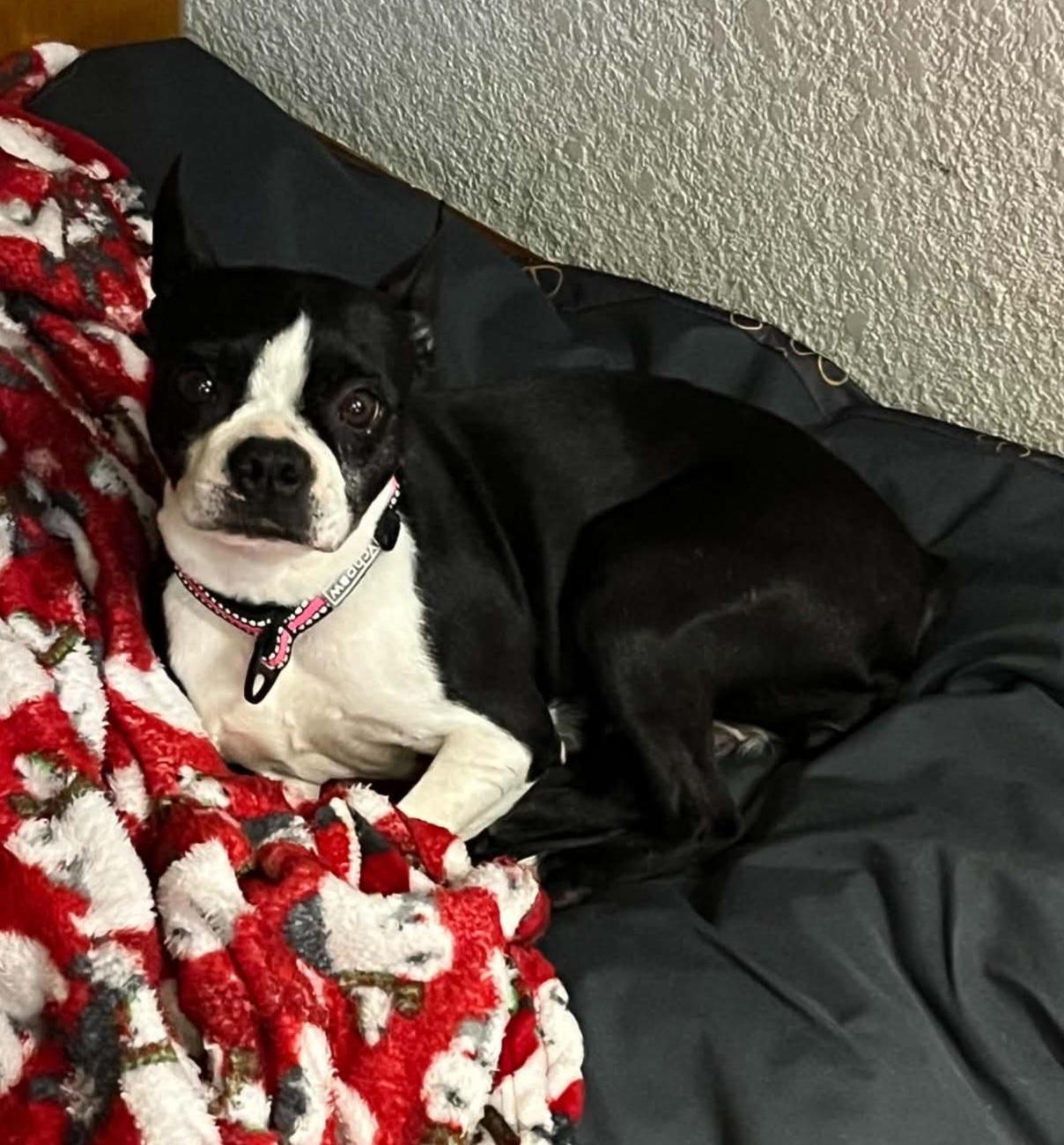 Dixy, a ADOPTABLE Boston Terrier in Waukesha, WI image 2/6