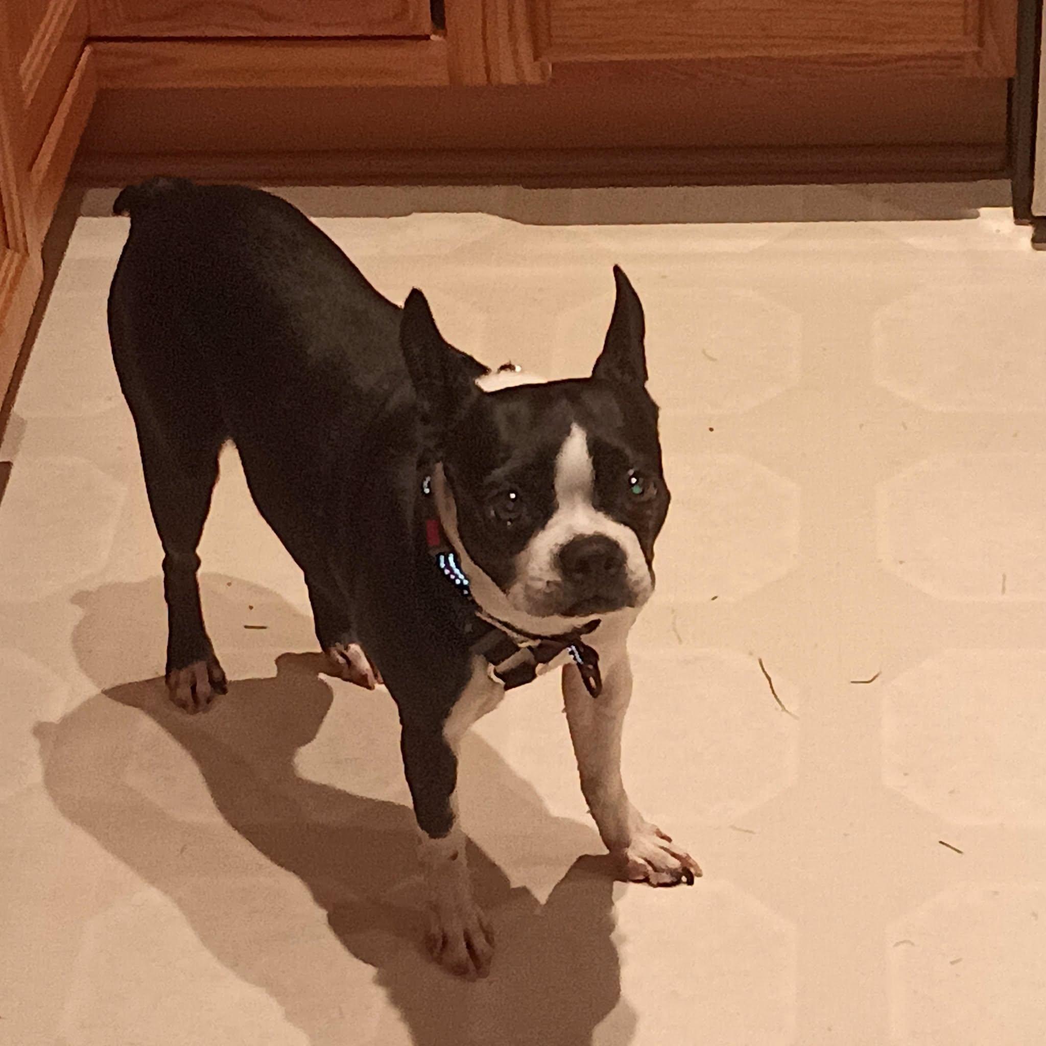 Dixy, a ADOPTABLE Boston Terrier in Waukesha, WI image 5/6