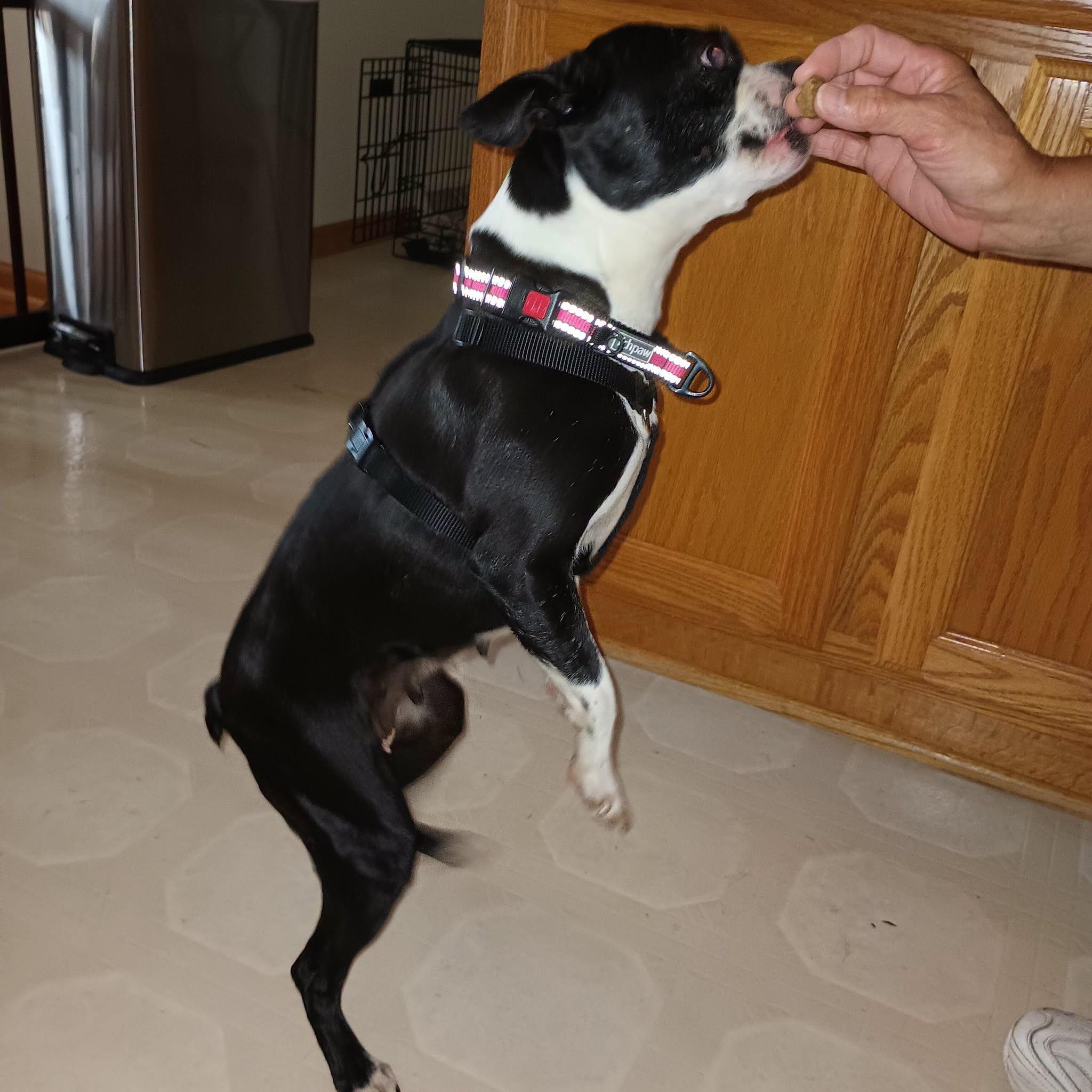 Dixy, a ADOPTABLE Boston Terrier in Waukesha, WI image 6/6