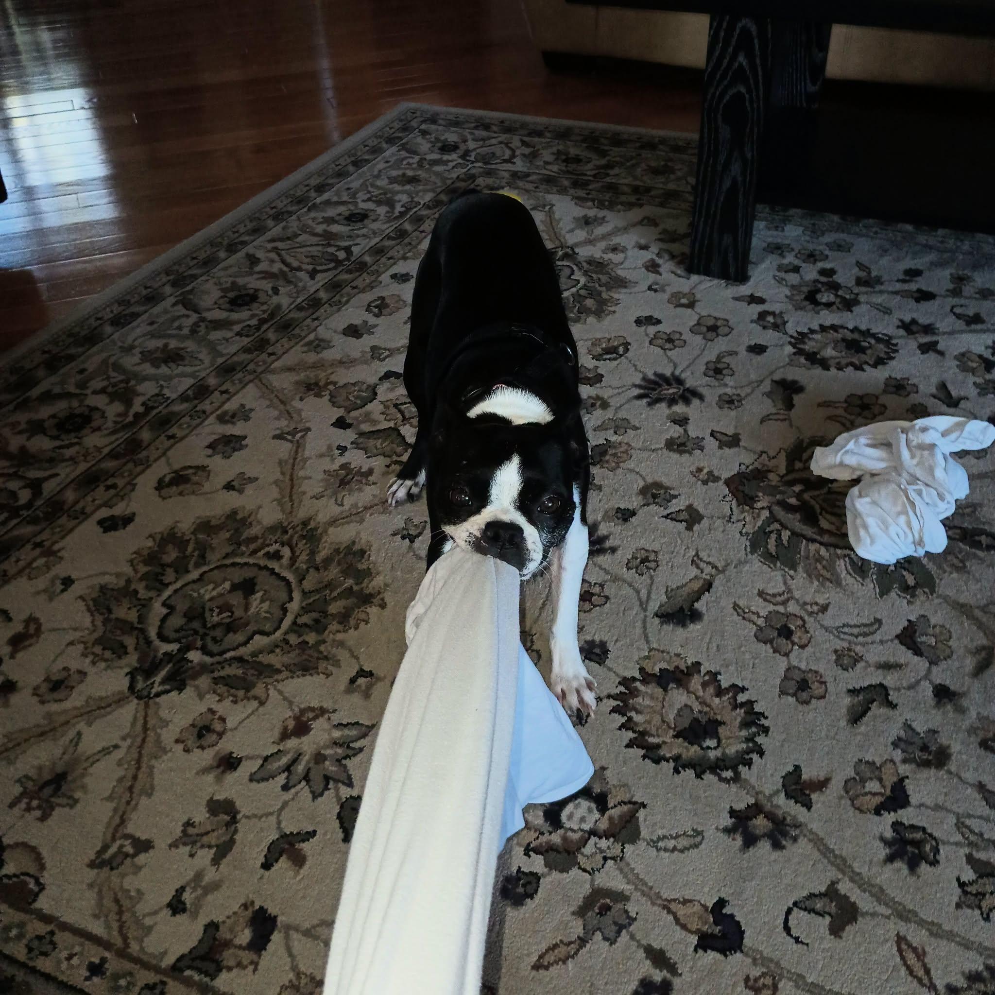 Dixy, a ADOPTABLE Boston Terrier in Waukesha, WI image 4/6
