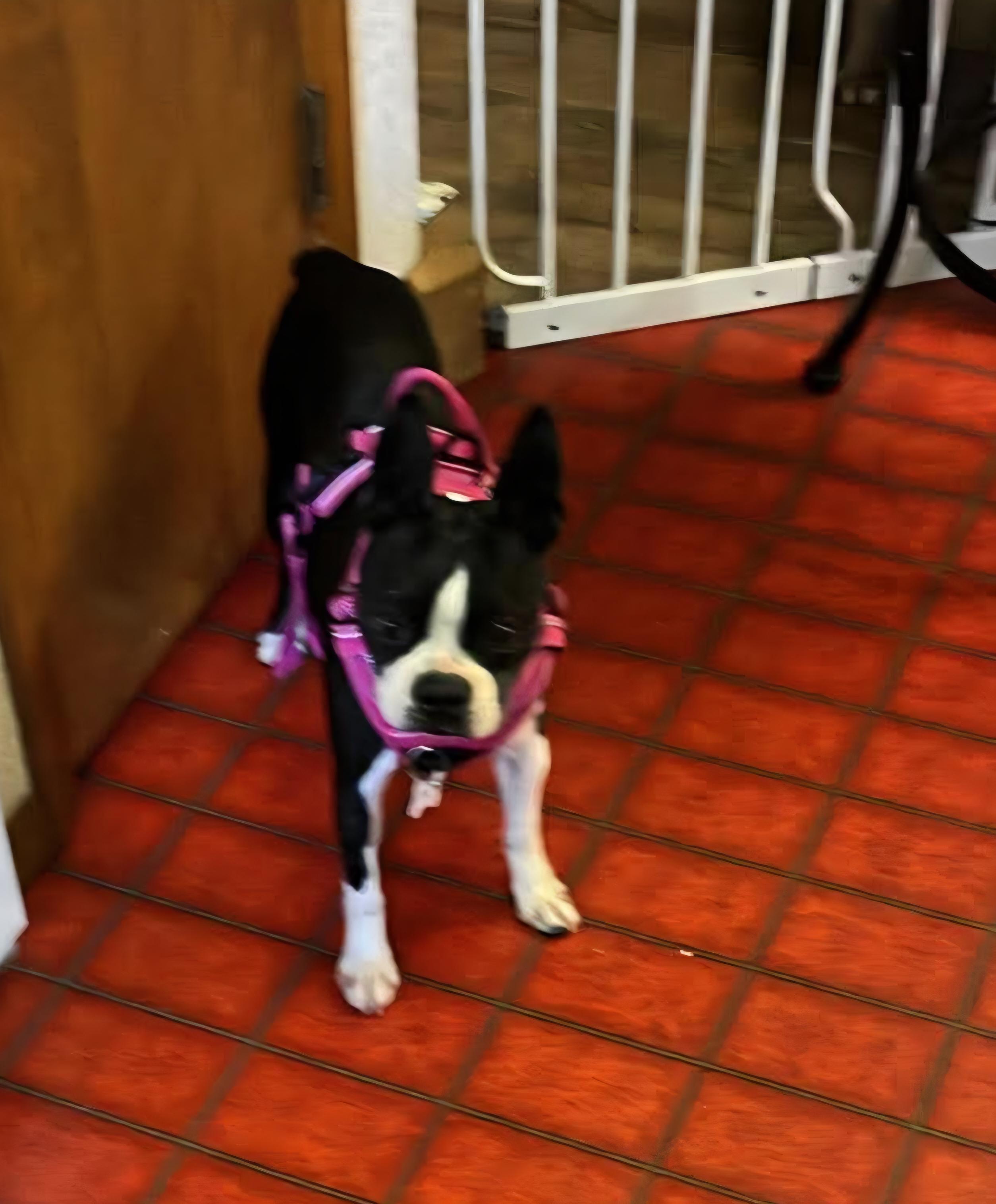Dixy, a ADOPTABLE Boston Terrier in Waukesha, WI image 1/6