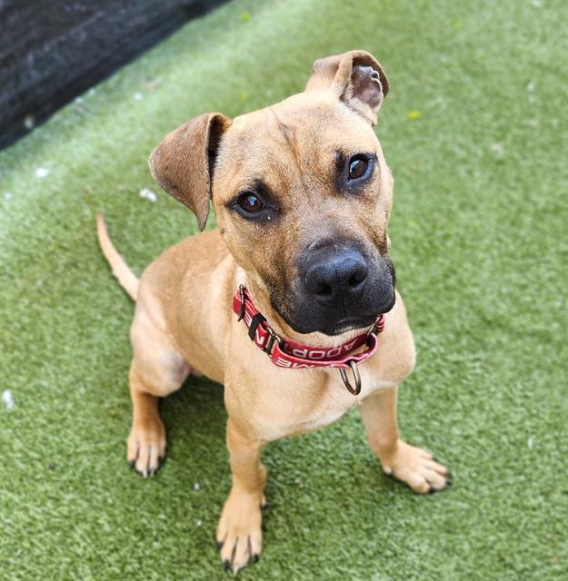 CHASE, Adoptable, Young Male Pit Bull Terrier.