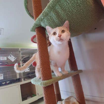 Larry the Lobster, Adoptable, Adult Male Domestic Short Hair & Domestic Short Hair.