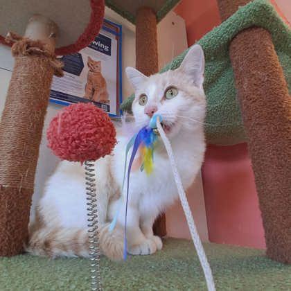 Enlarge Larry the Lobster, a Adoptable mixed breed in Scottsbluff, NE image 2/3