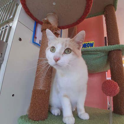 Enlarge Larry the Lobster, a Adoptable mixed breed in Scottsbluff, NE image 3/3