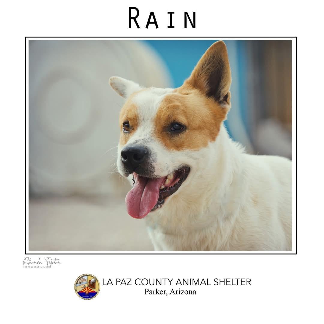Enlarge Rain, a Adoptable mixed breed in Parker, AZ image 1/1