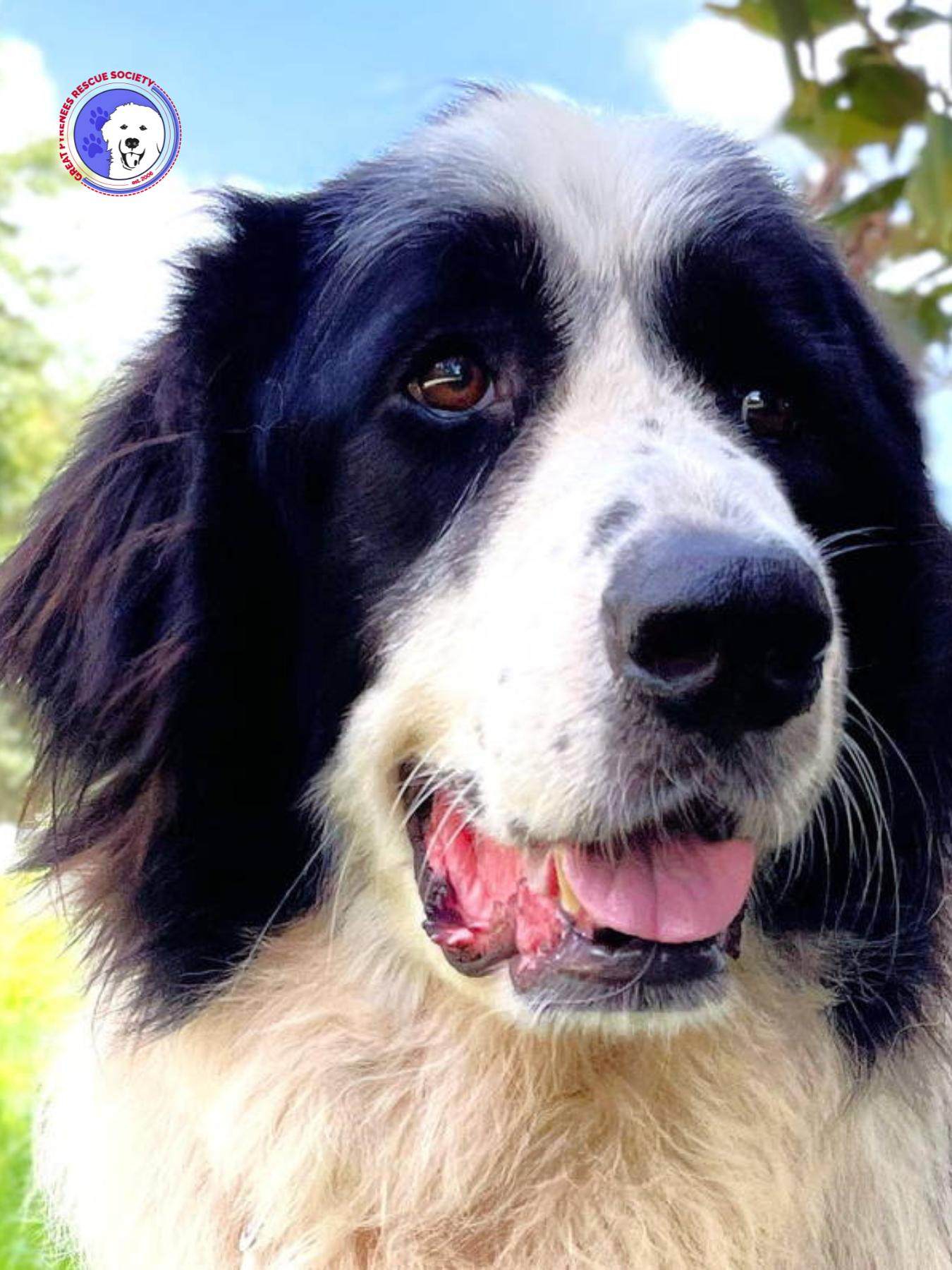 Brock — thumbnail 3