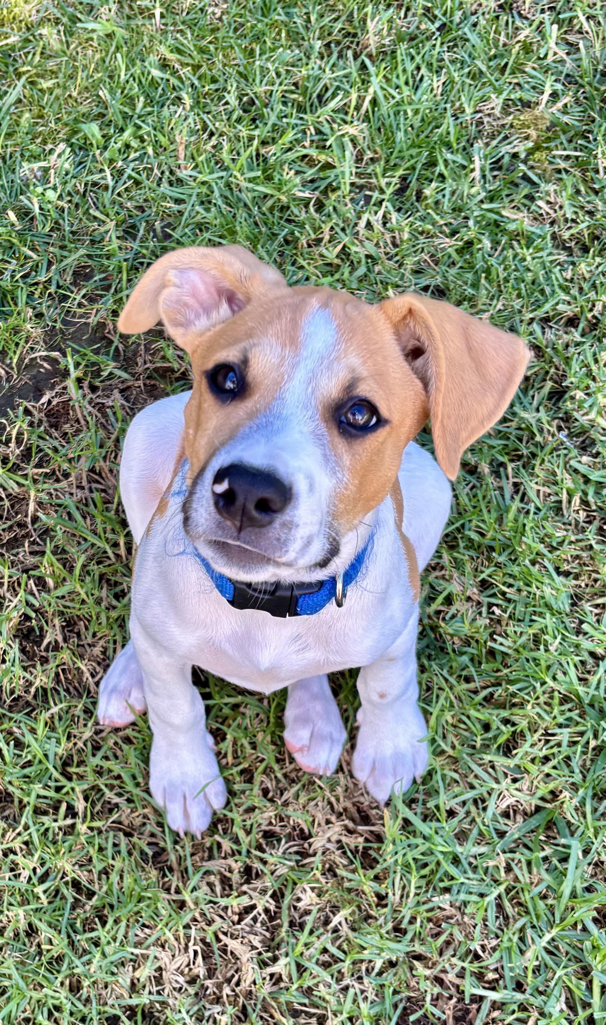 Enlarge George, a Adopted mixed breed in Torrance, CA image 1/5