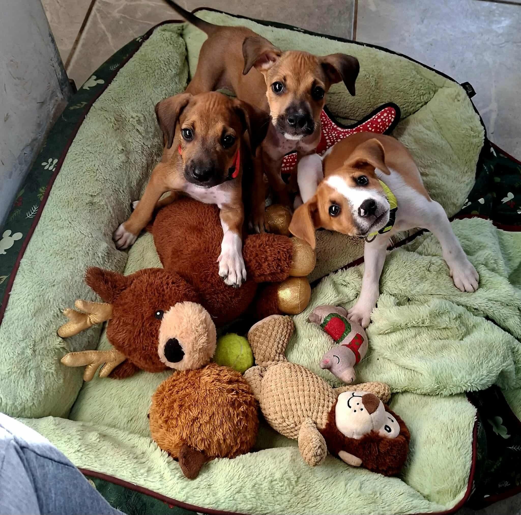 Enlarge George, a Adopted mixed breed in Torrance, CA image 4/5