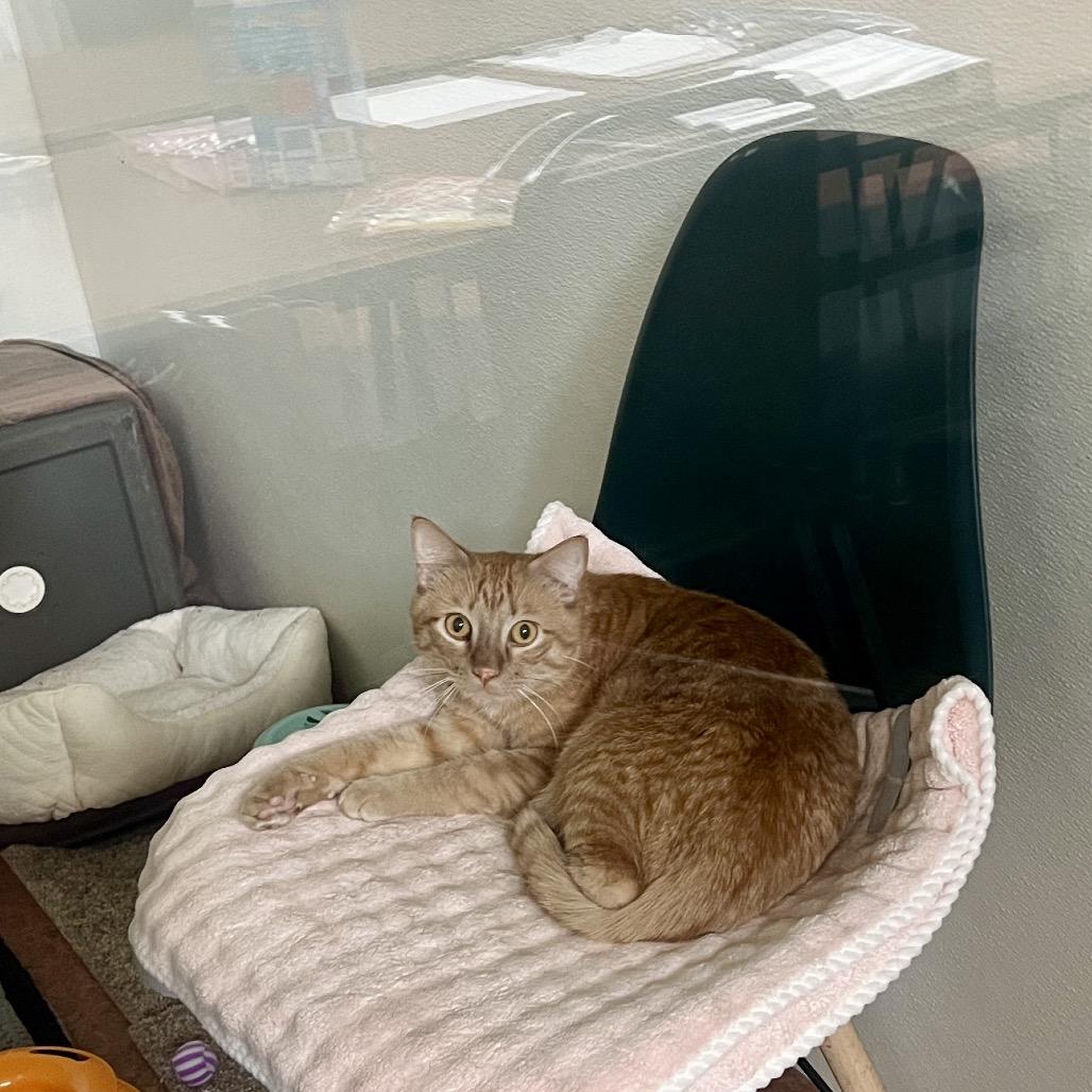 Ronnie, Adoptable, Adult Male Domestic Short Hair.