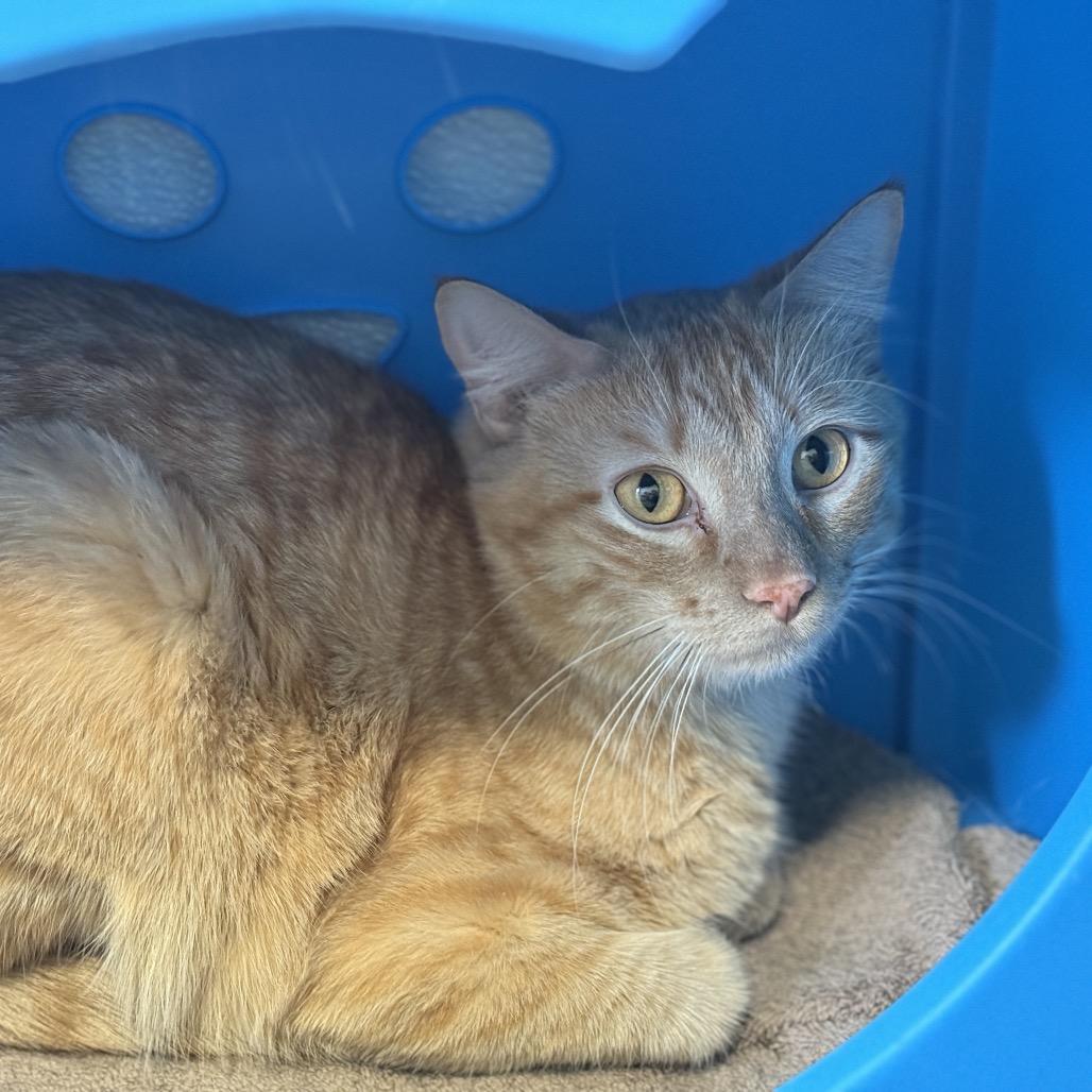 Ronnie, a Adoptable Domestic Short Hair in Glenwood Springs, CO image 2/6