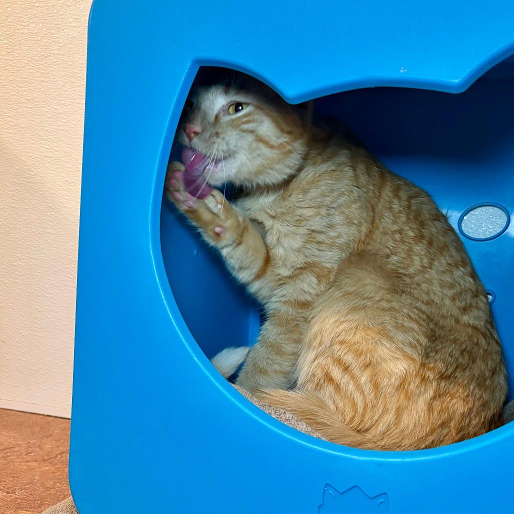 Ronnie, a Adoptable Domestic Short Hair in Glenwood Springs, CO image 4/6
