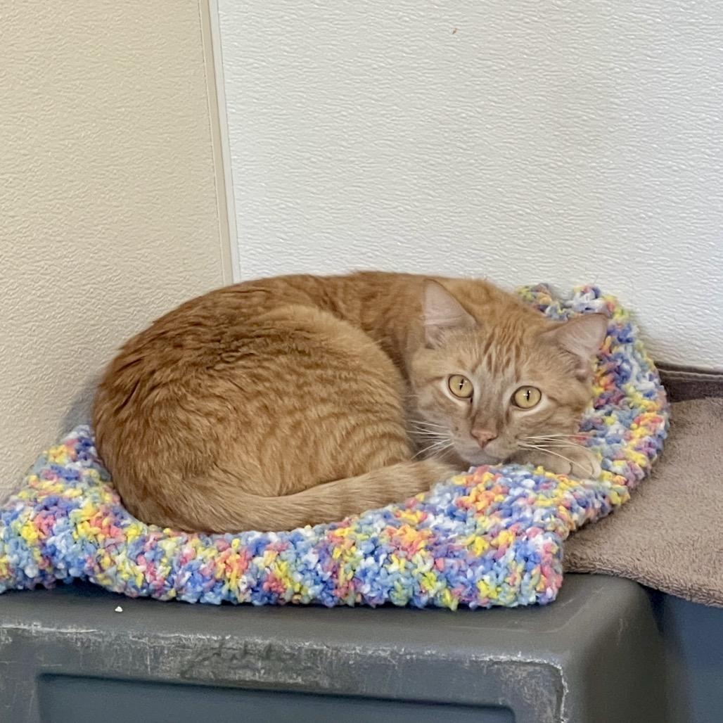 Ronnie, a Adoptable Domestic Short Hair in Glenwood Springs, CO image 5/6