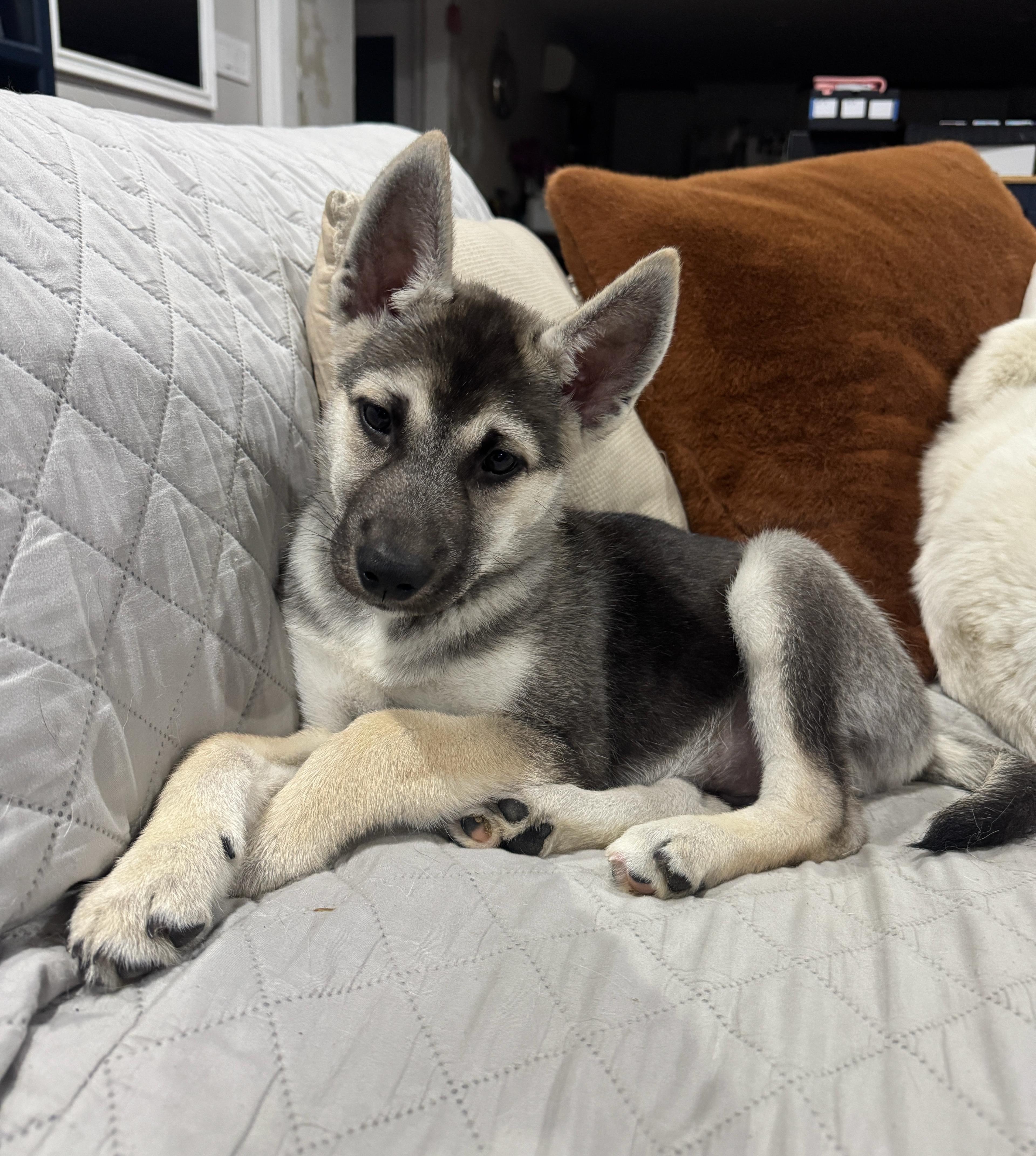 Gift, ADOPTABLE, Puppy Male Husky.