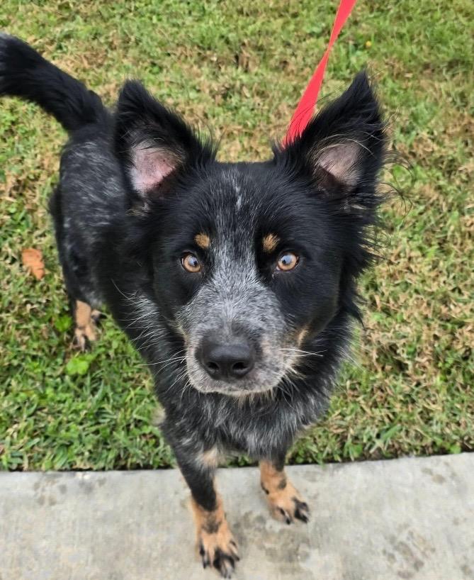 Danny, Adoptable, Adult Male Australian Shepherd.